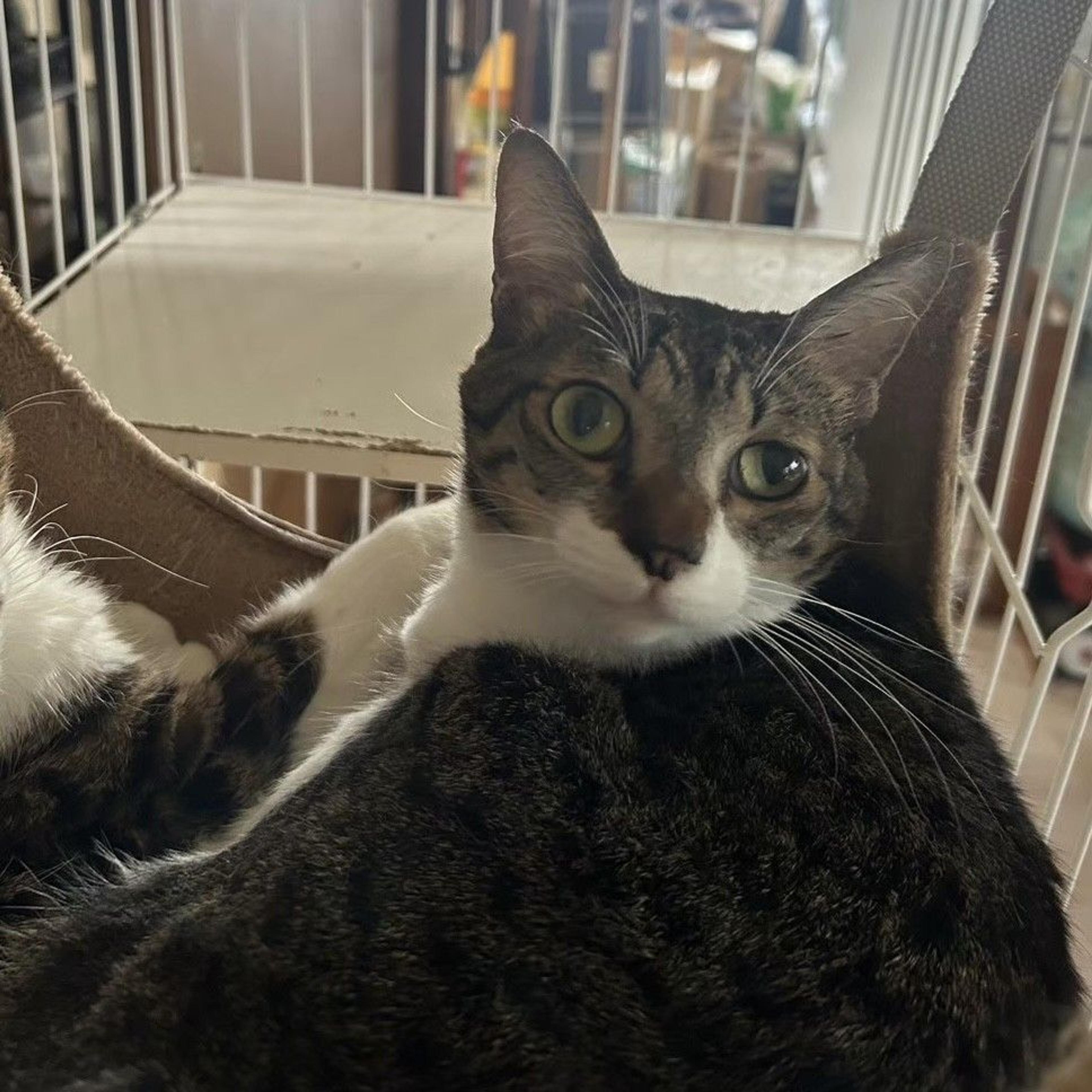 pet-image-2