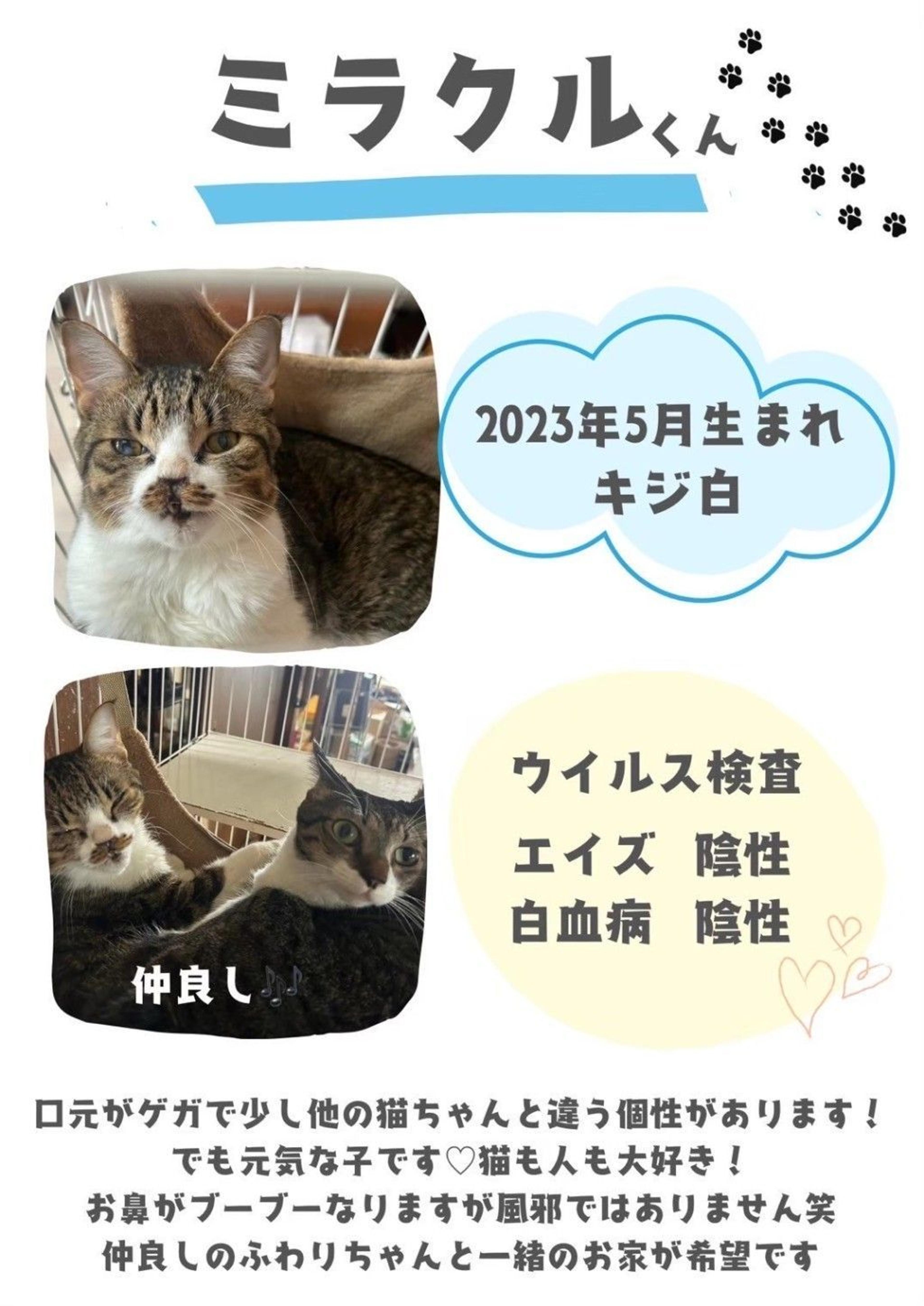 pet-image-5