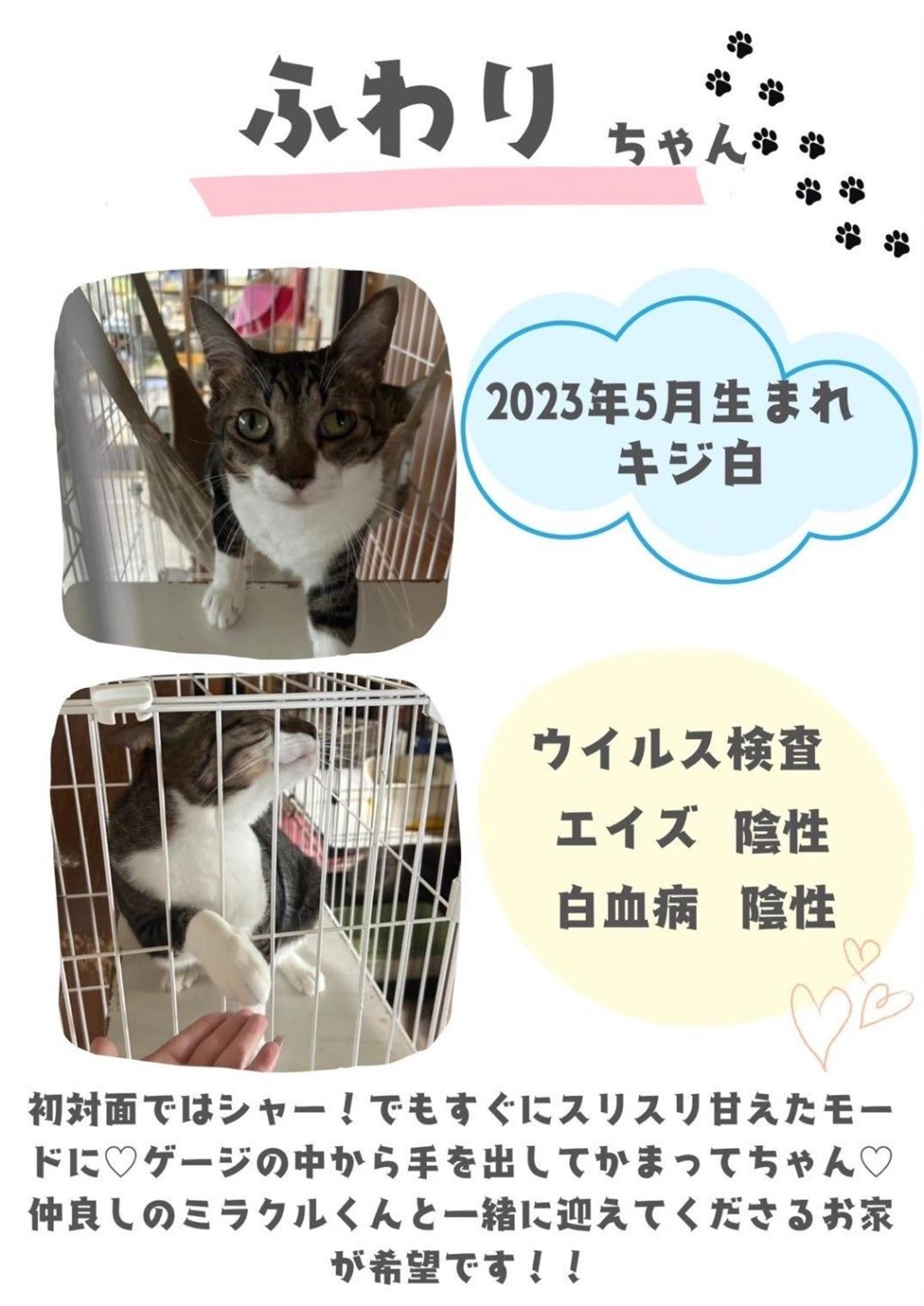 pet-image-6