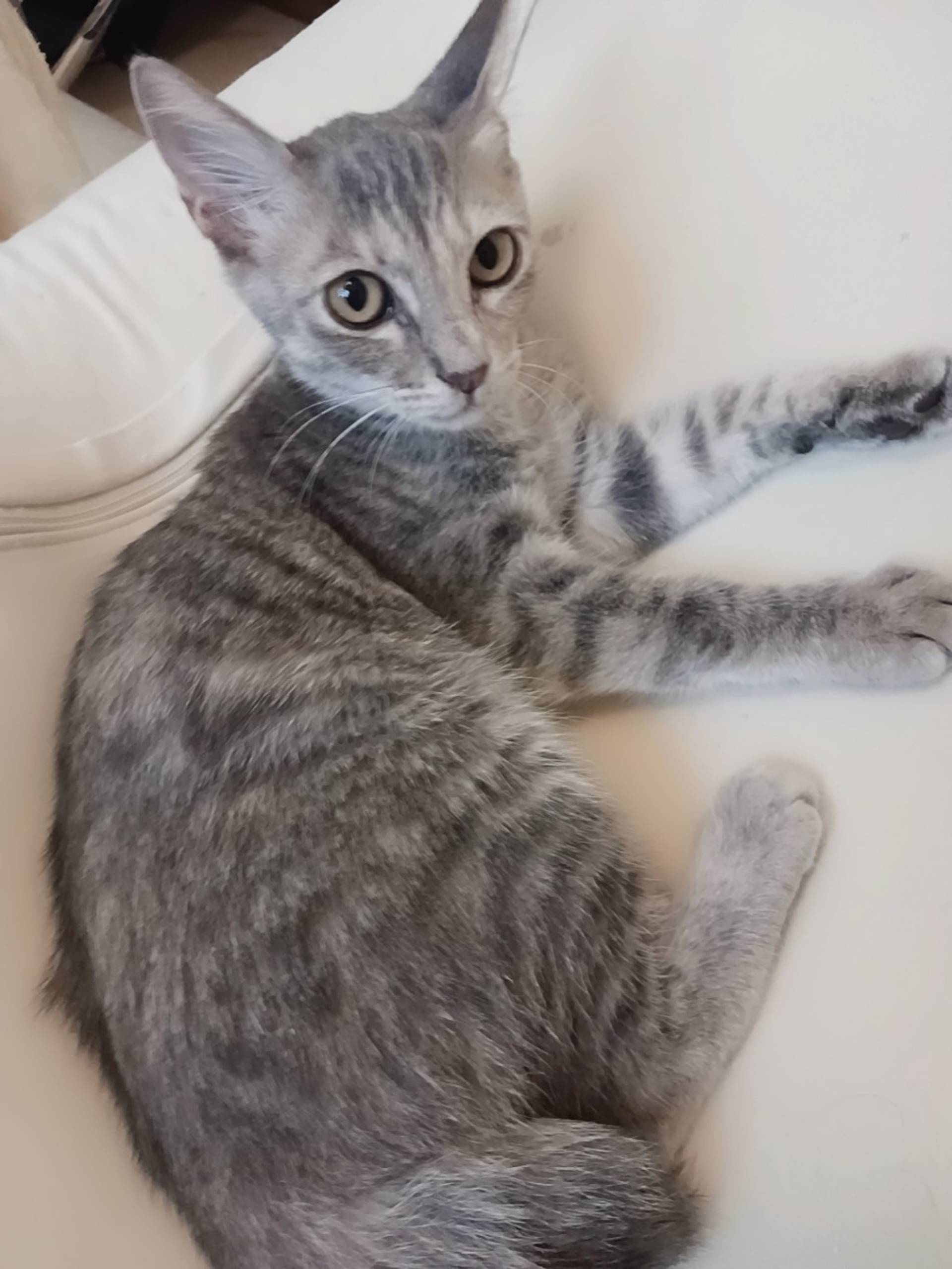 雑種（ミックス猫）・メスの里親募集の写真
