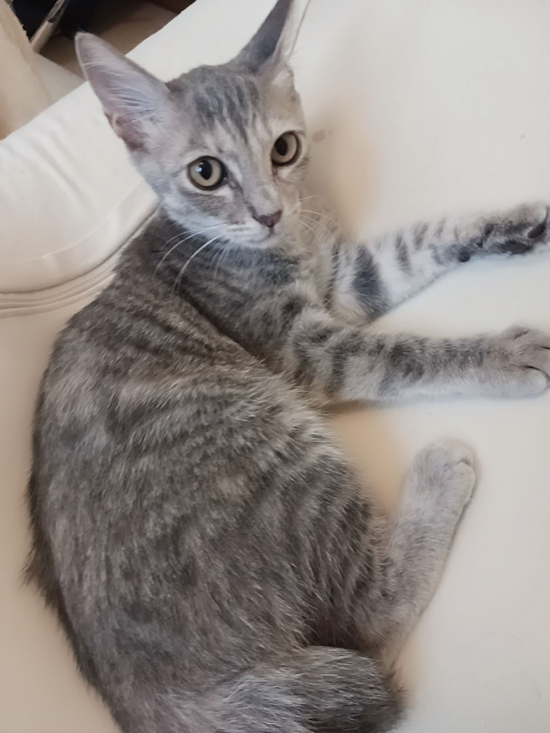 雑種（ミックス猫）・メスの里親募集の写真