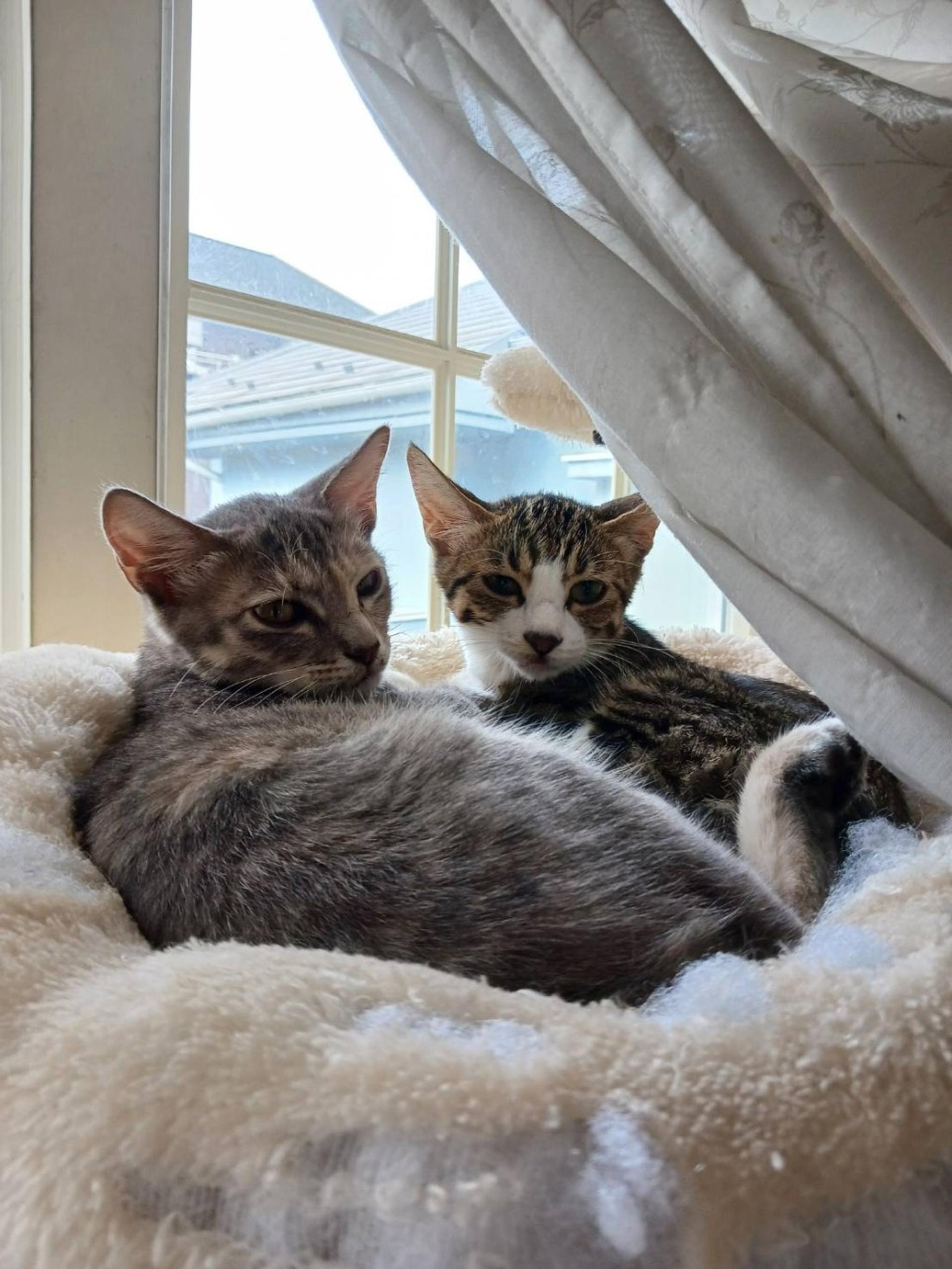 pet-image-4
