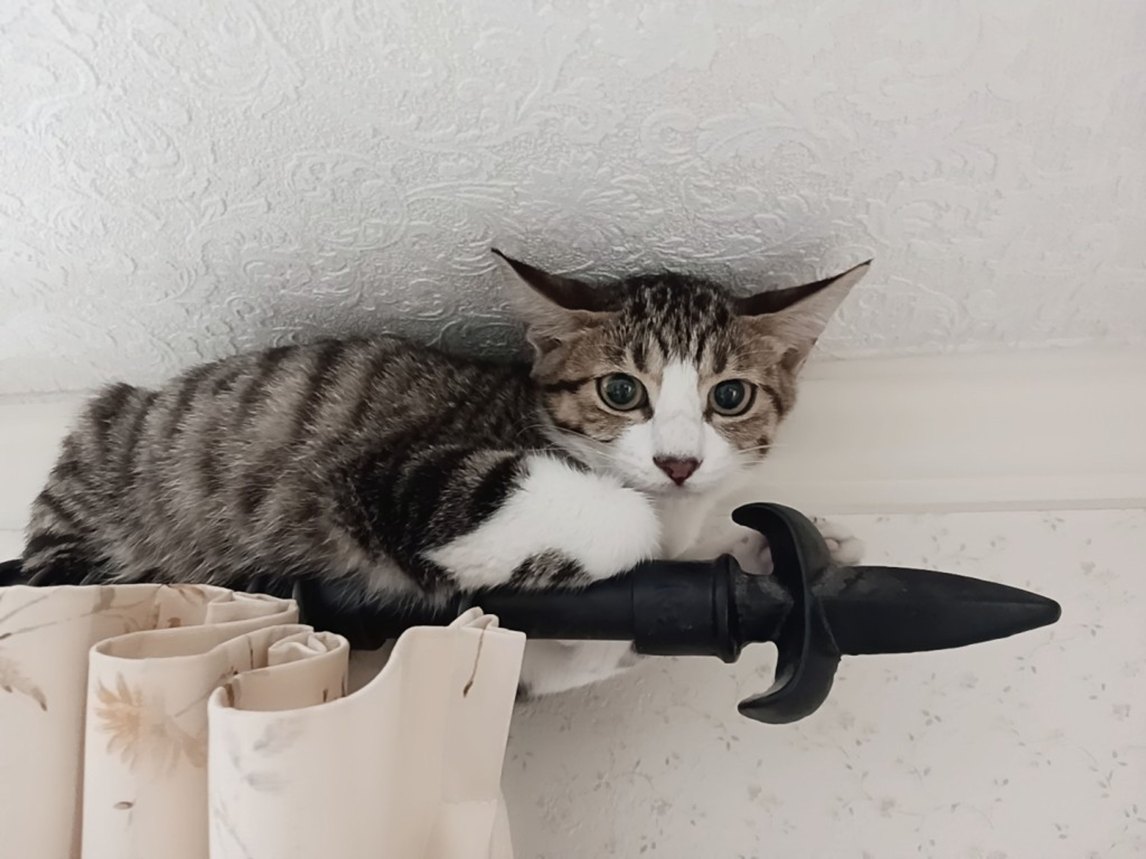 pet-image-2