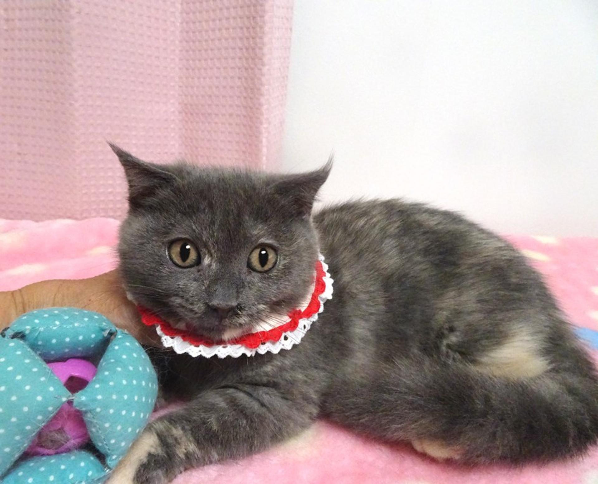 pet-image-3