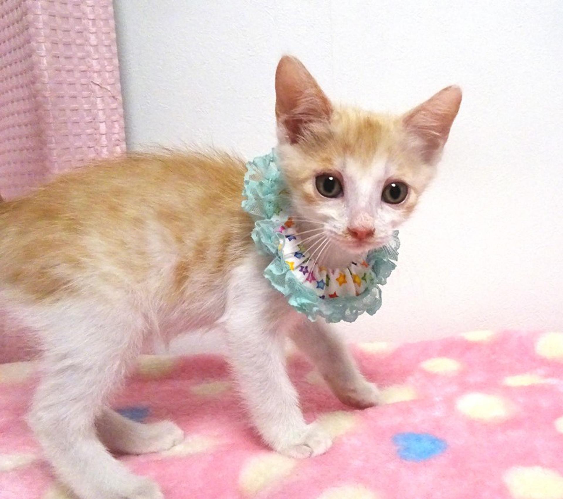 pet-image-3