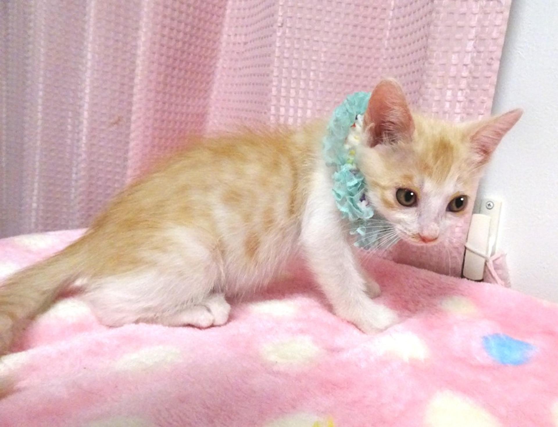 pet-image-4