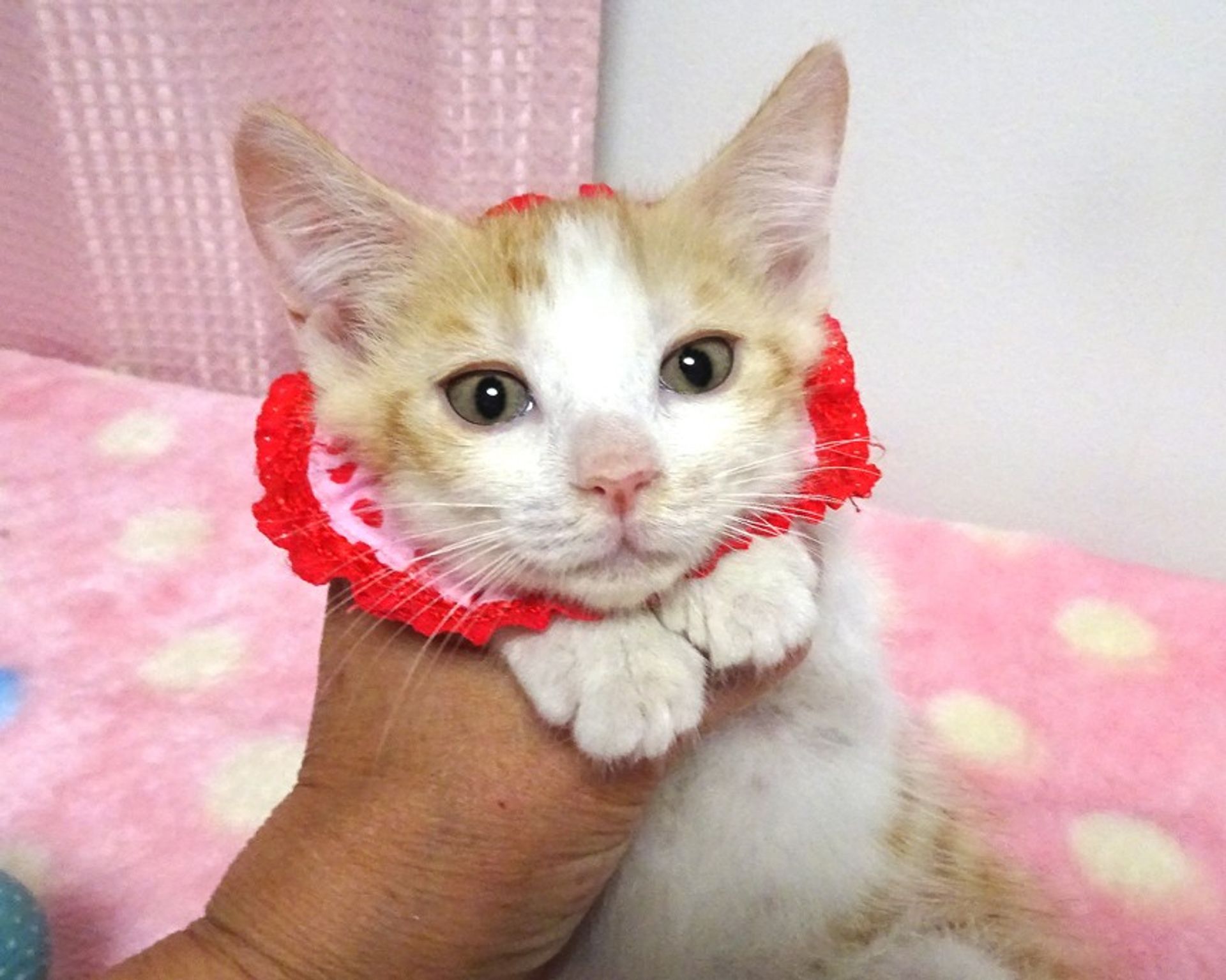 雑種（ミックス猫）・メスの里親募集の写真