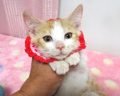 キャンディちゃんの写真