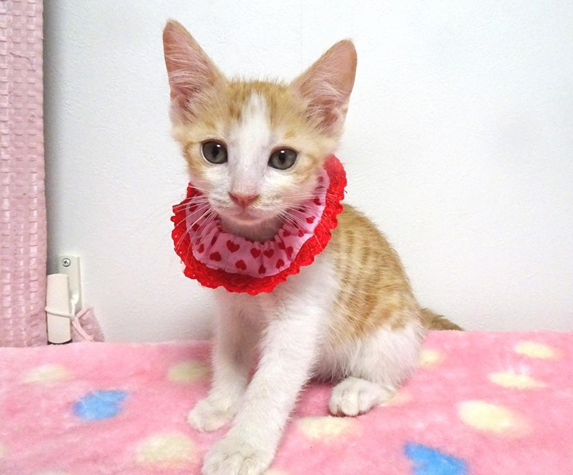 pet-image-4