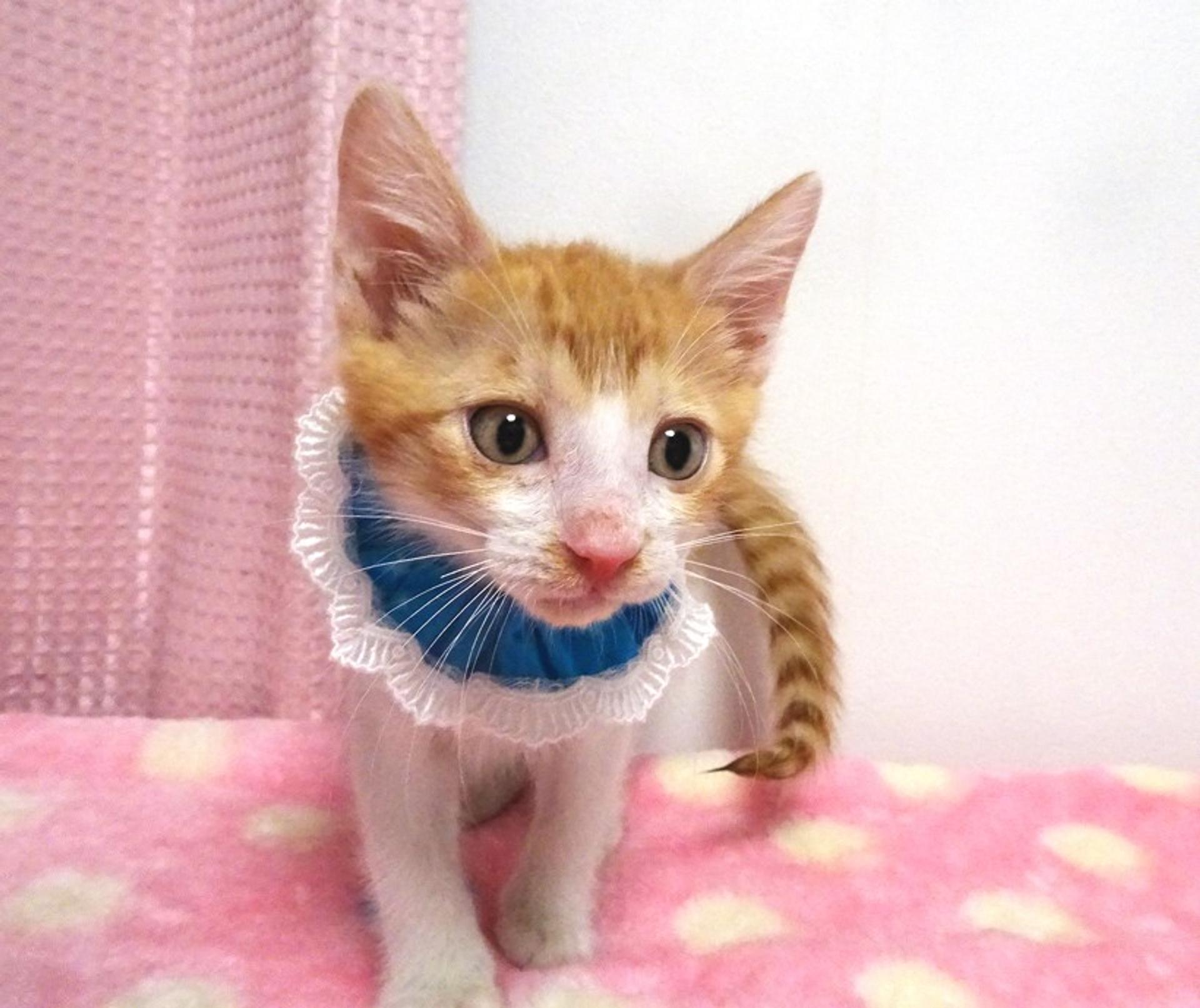 pet-image-3