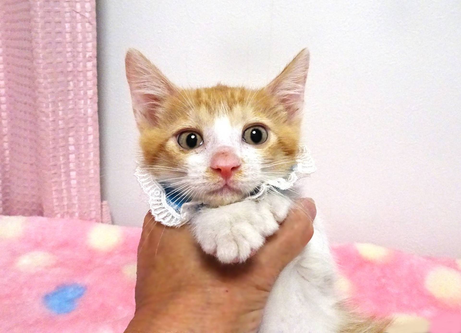 雑種（ミックス猫）・オスの里親募集の写真