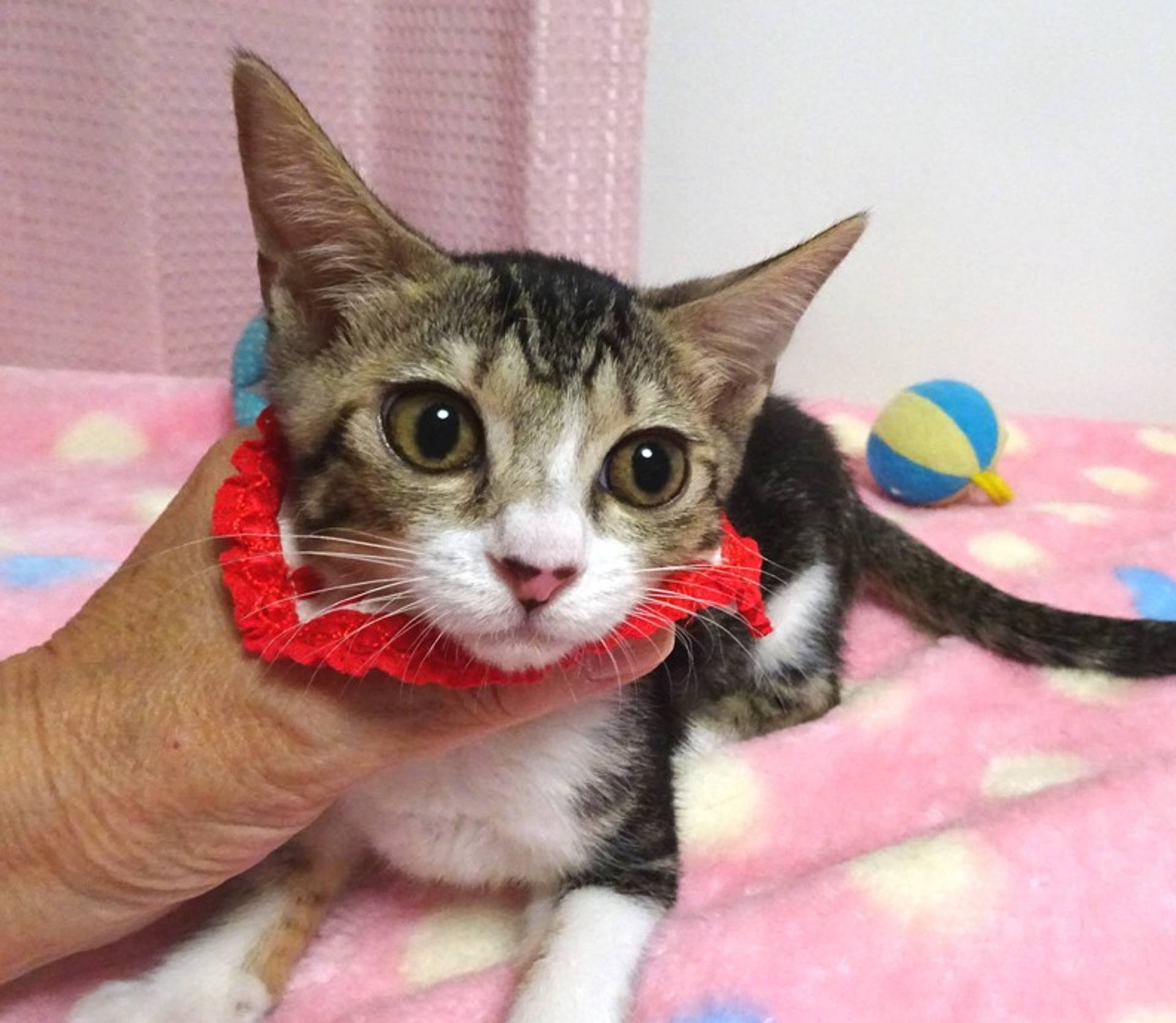 雑種（ミックス猫）・オスの里親募集の写真