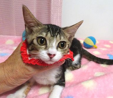 メイちゃんの写真