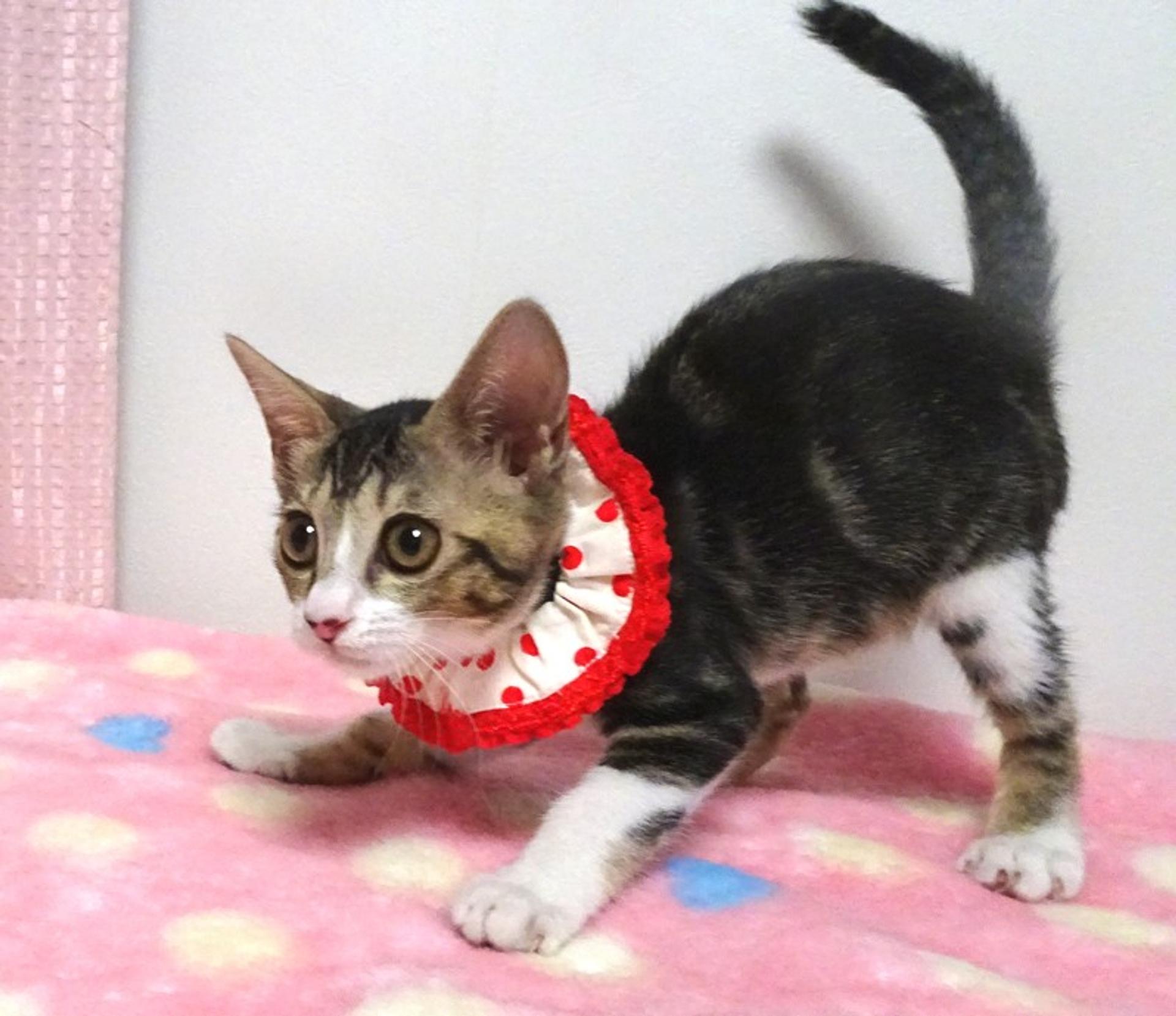 pet-image-2