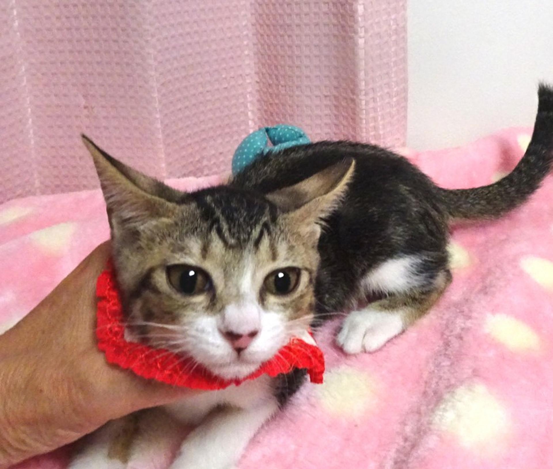 pet-image-3