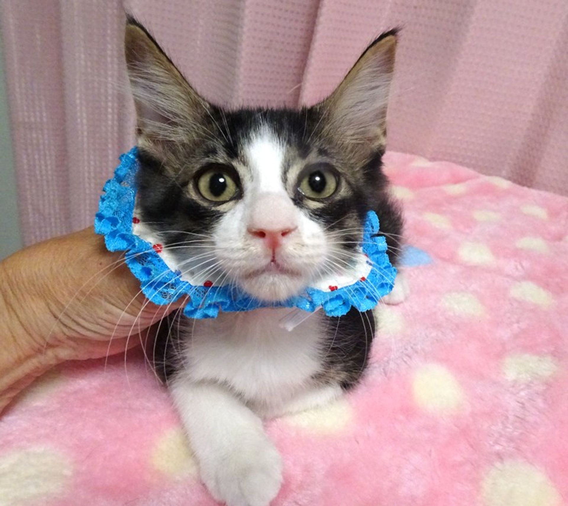 雑種（ミックス猫）・オスの里親募集の写真