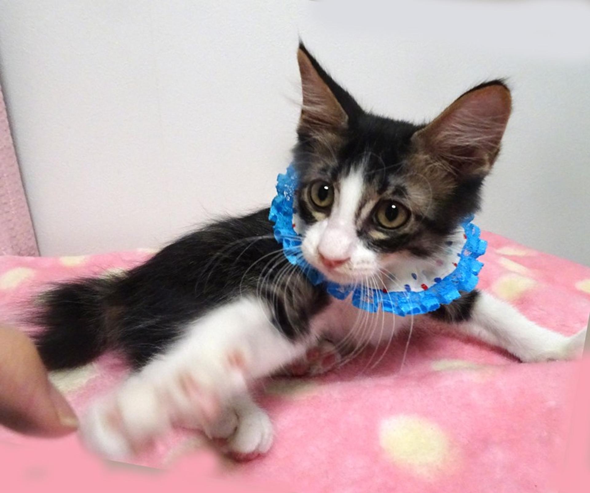 pet-image-3
