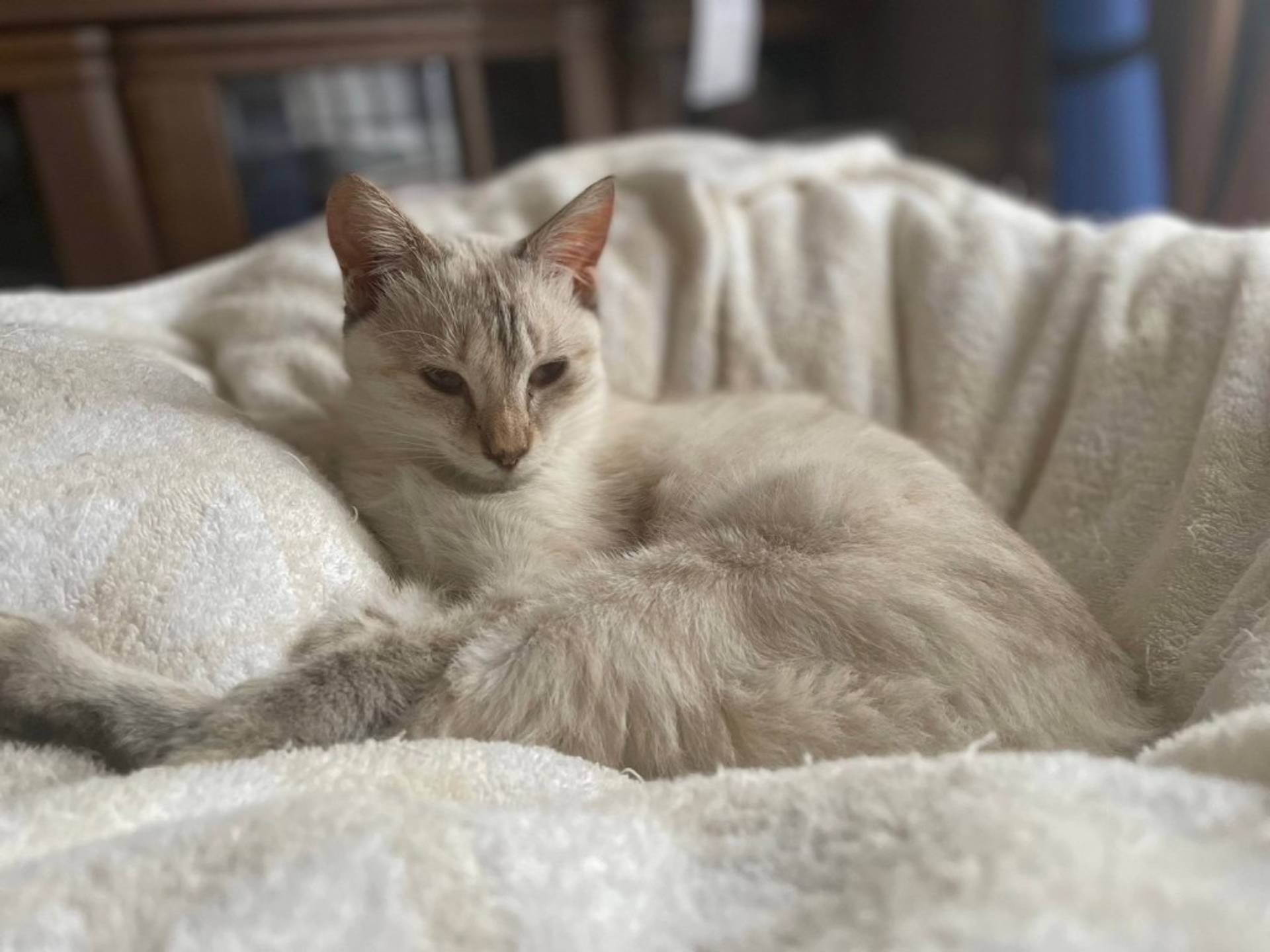 雑種（ミックス猫）・メスの里親募集の写真