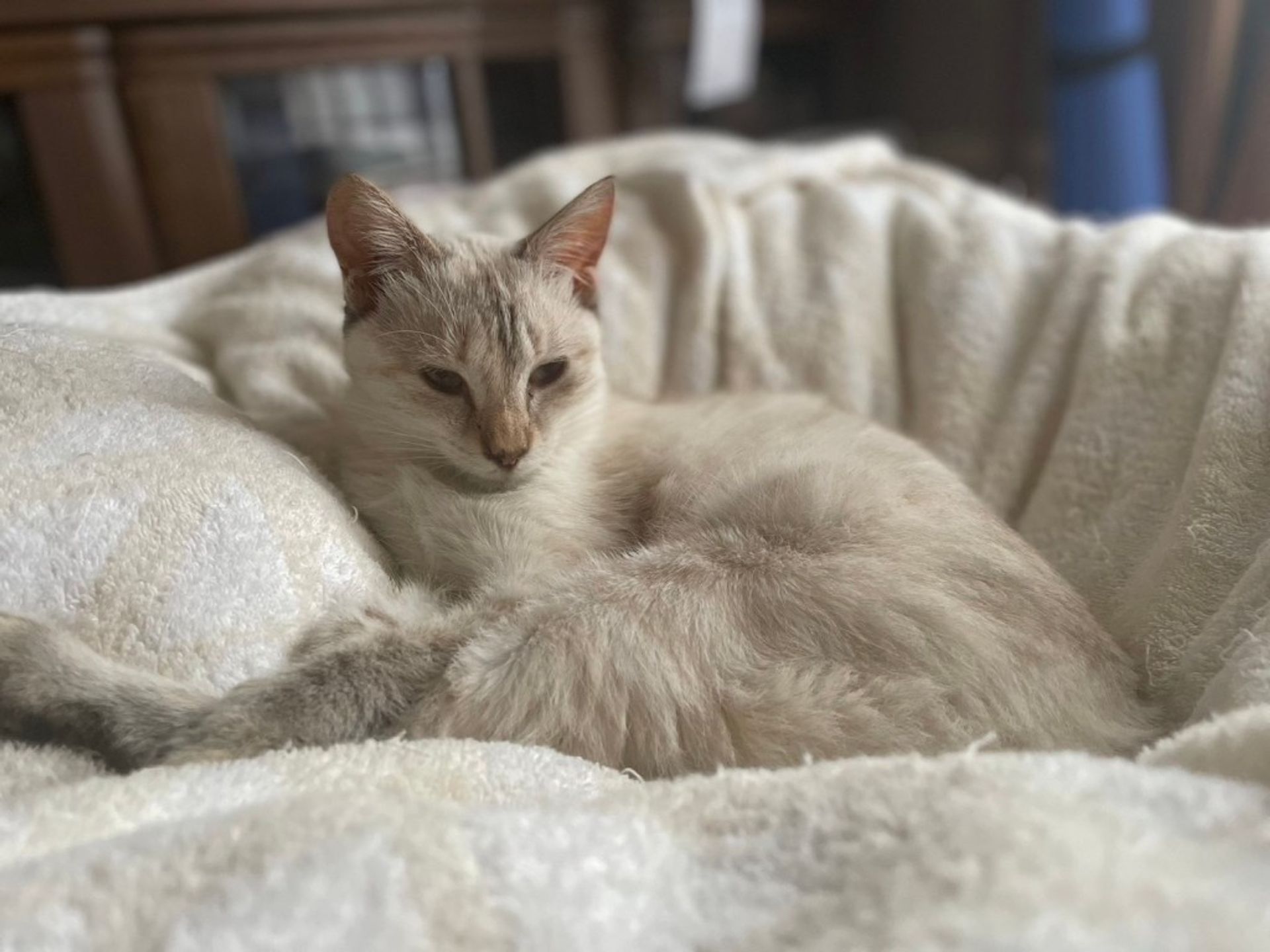 雑種（ミックス猫）・メスの里親募集の写真