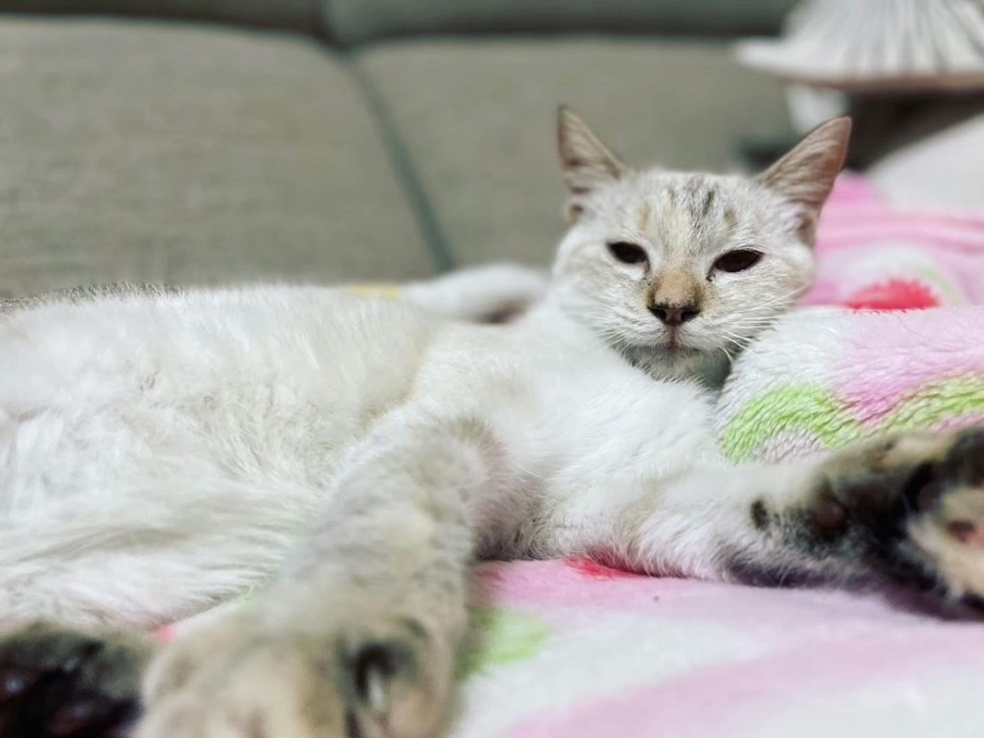 pet-image-2