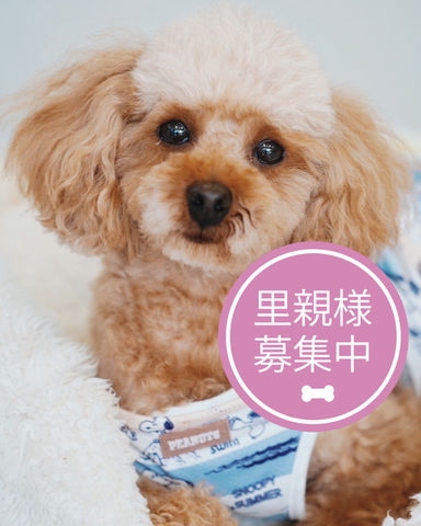 ゴジータの写真