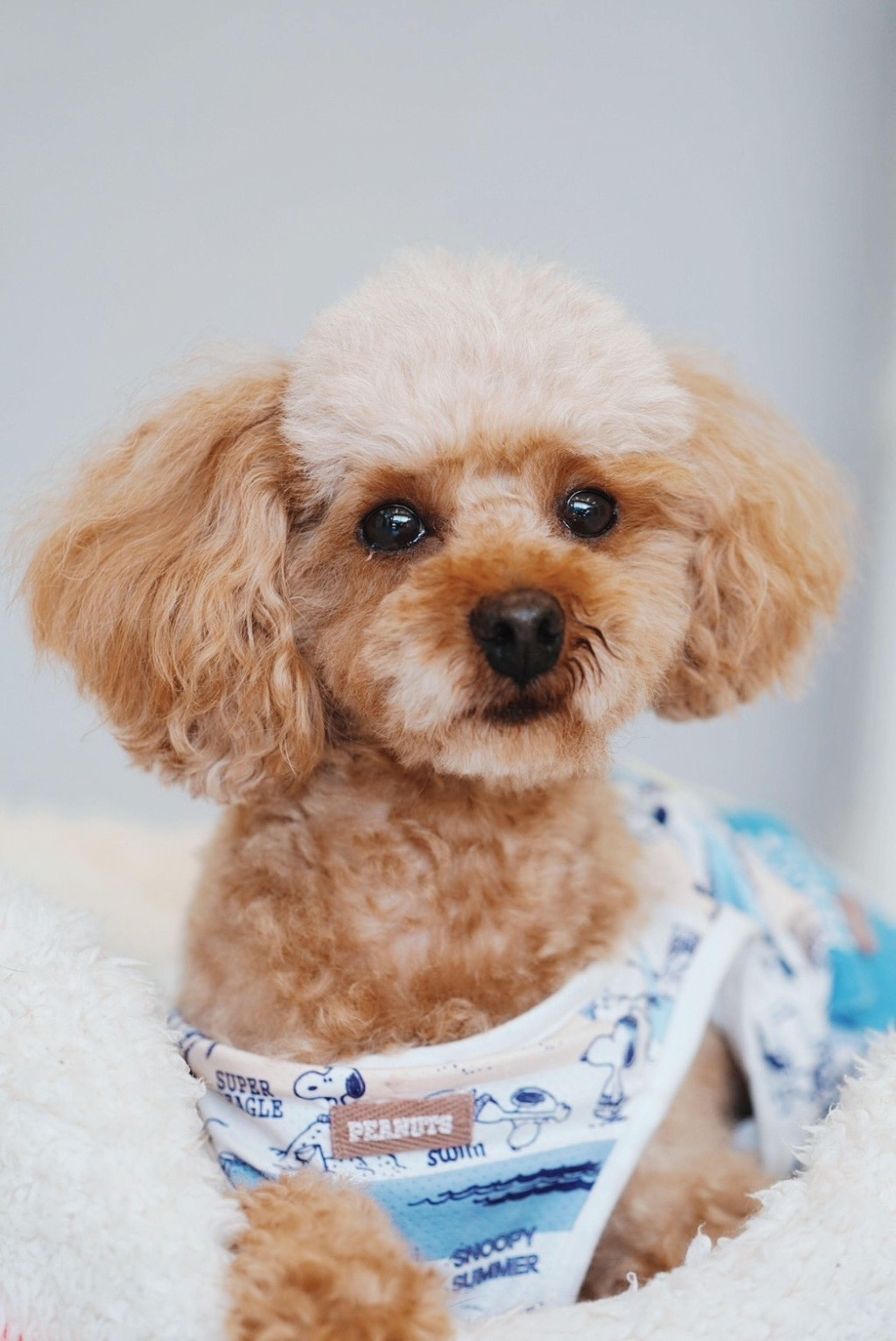pet-image-3