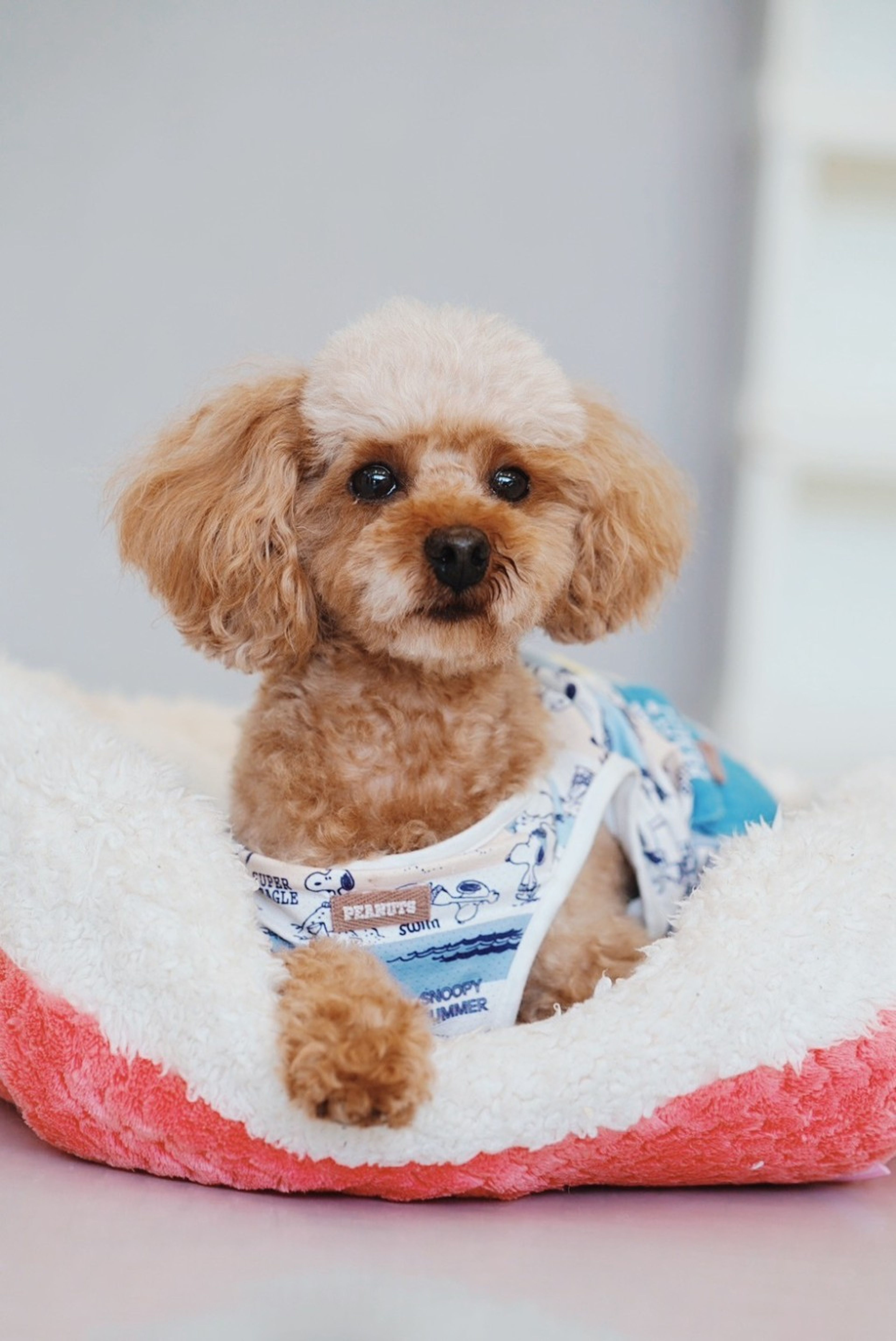 pet-image-4
