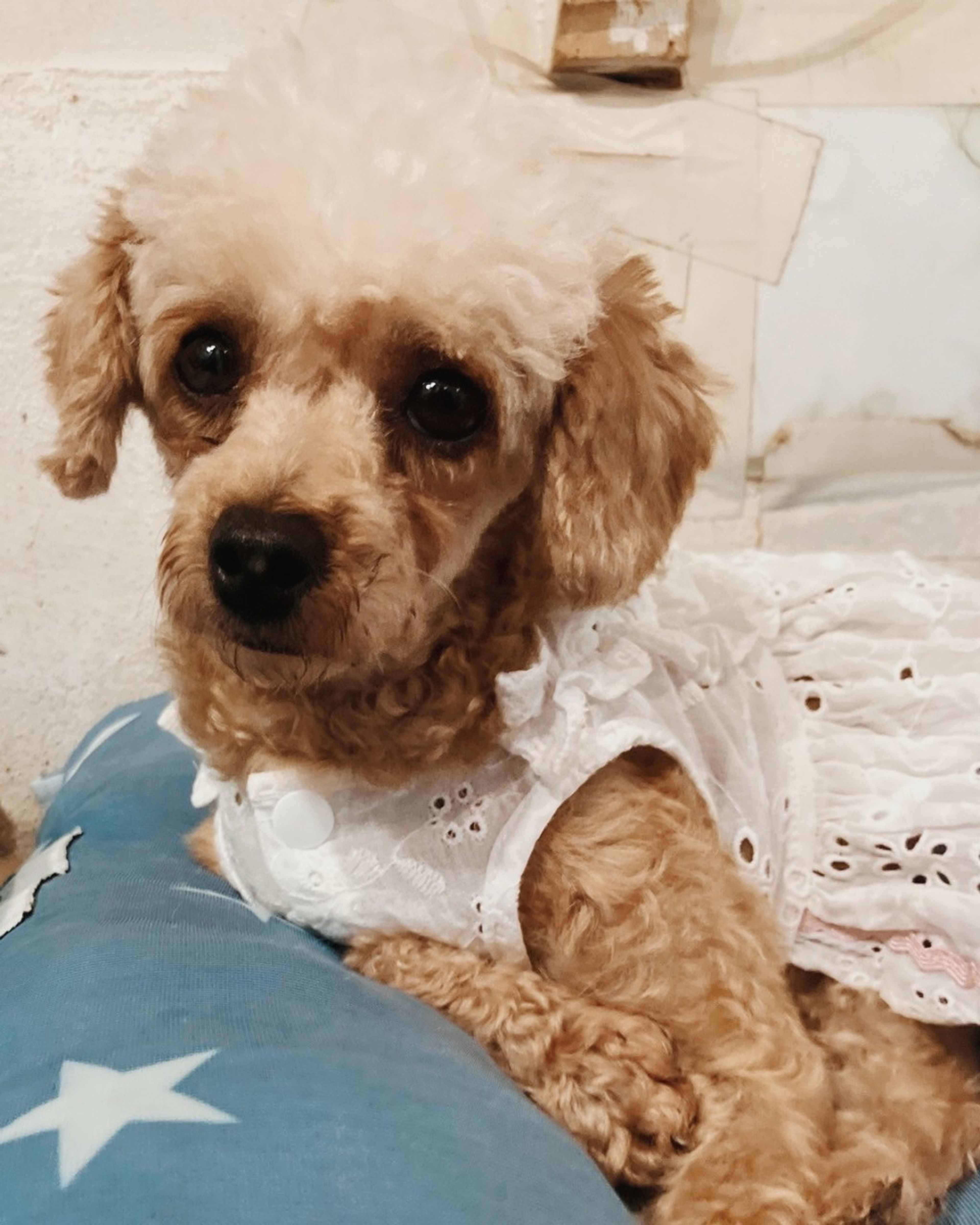 pet-image-2