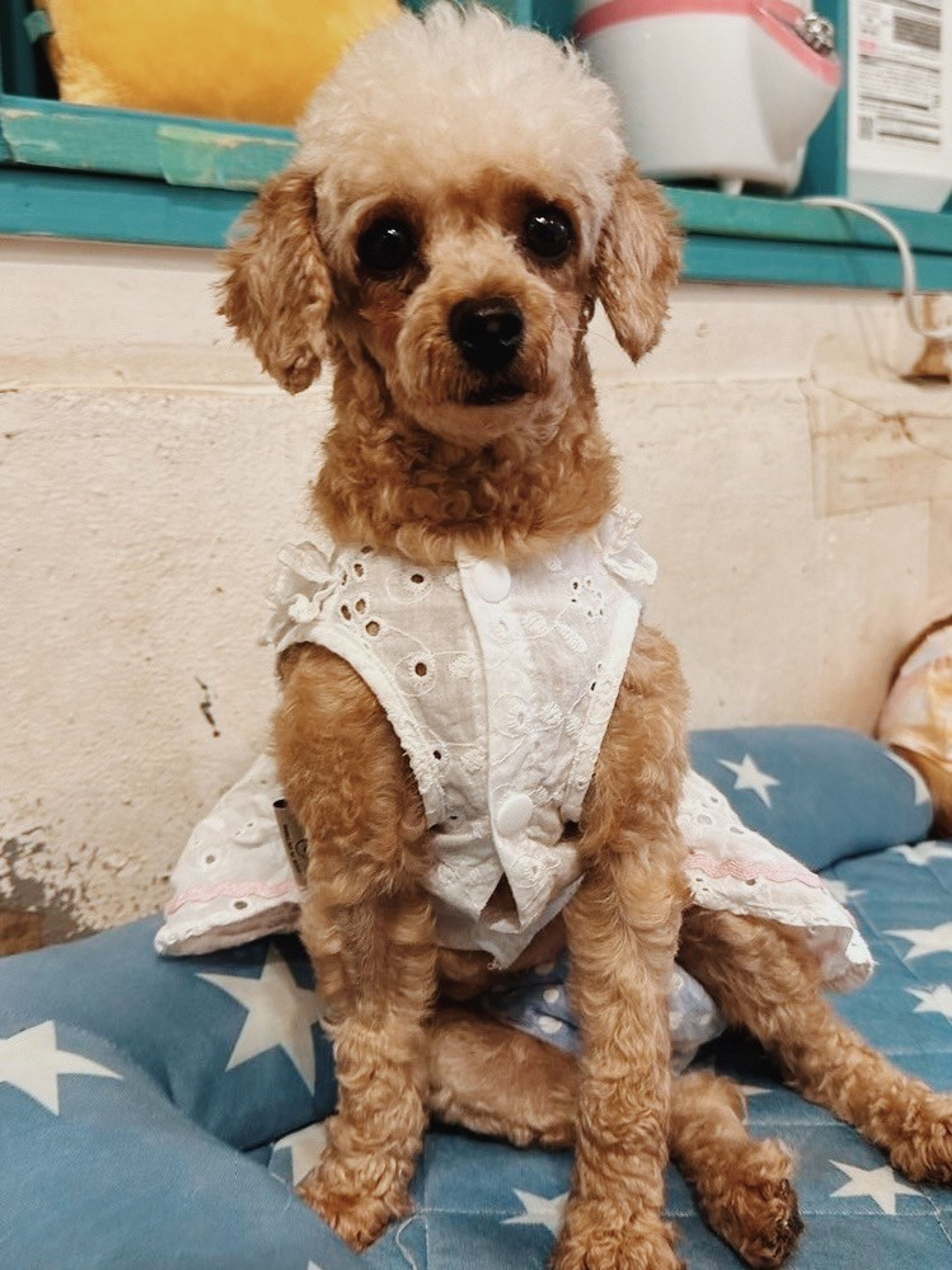 pet-image-4