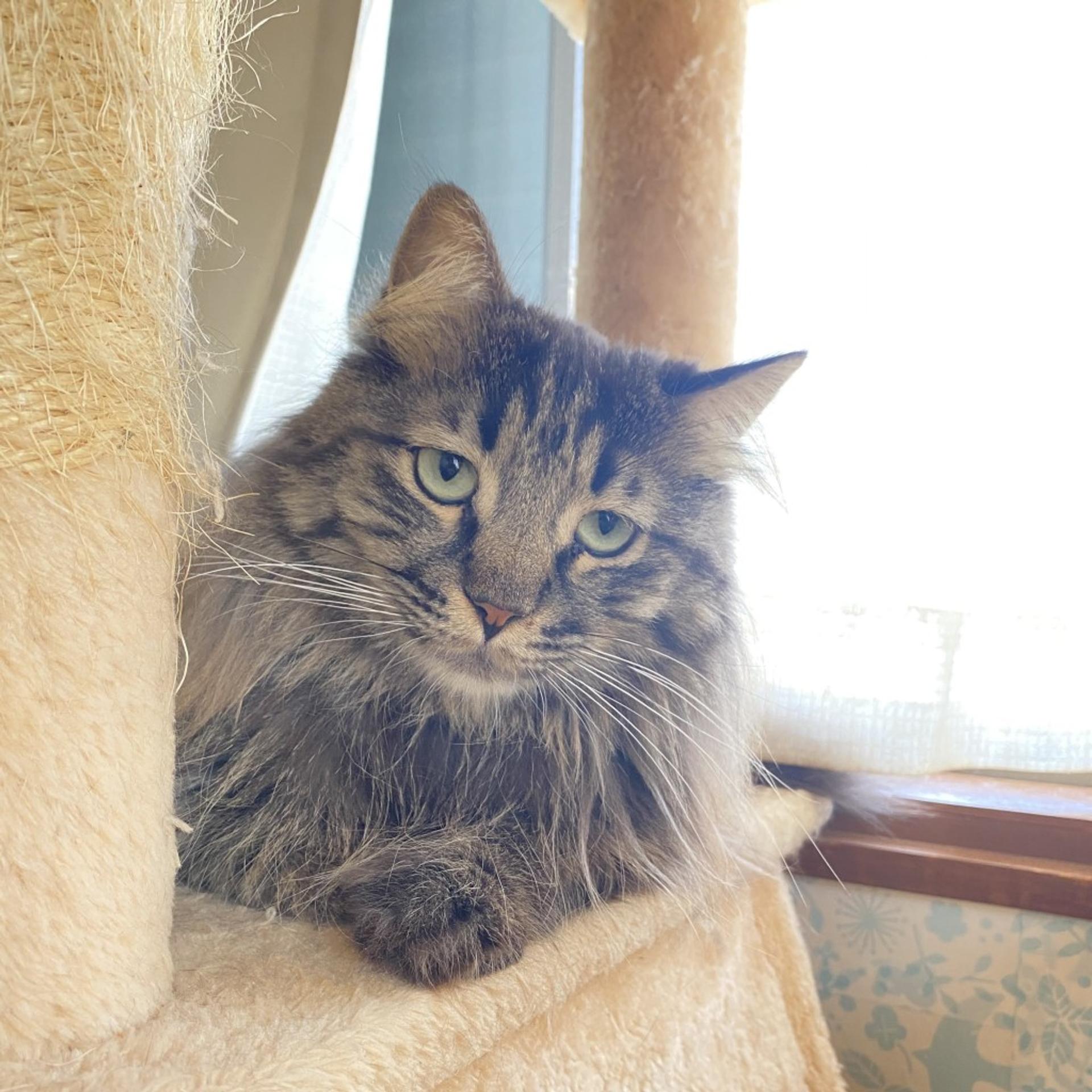 pet-image-9