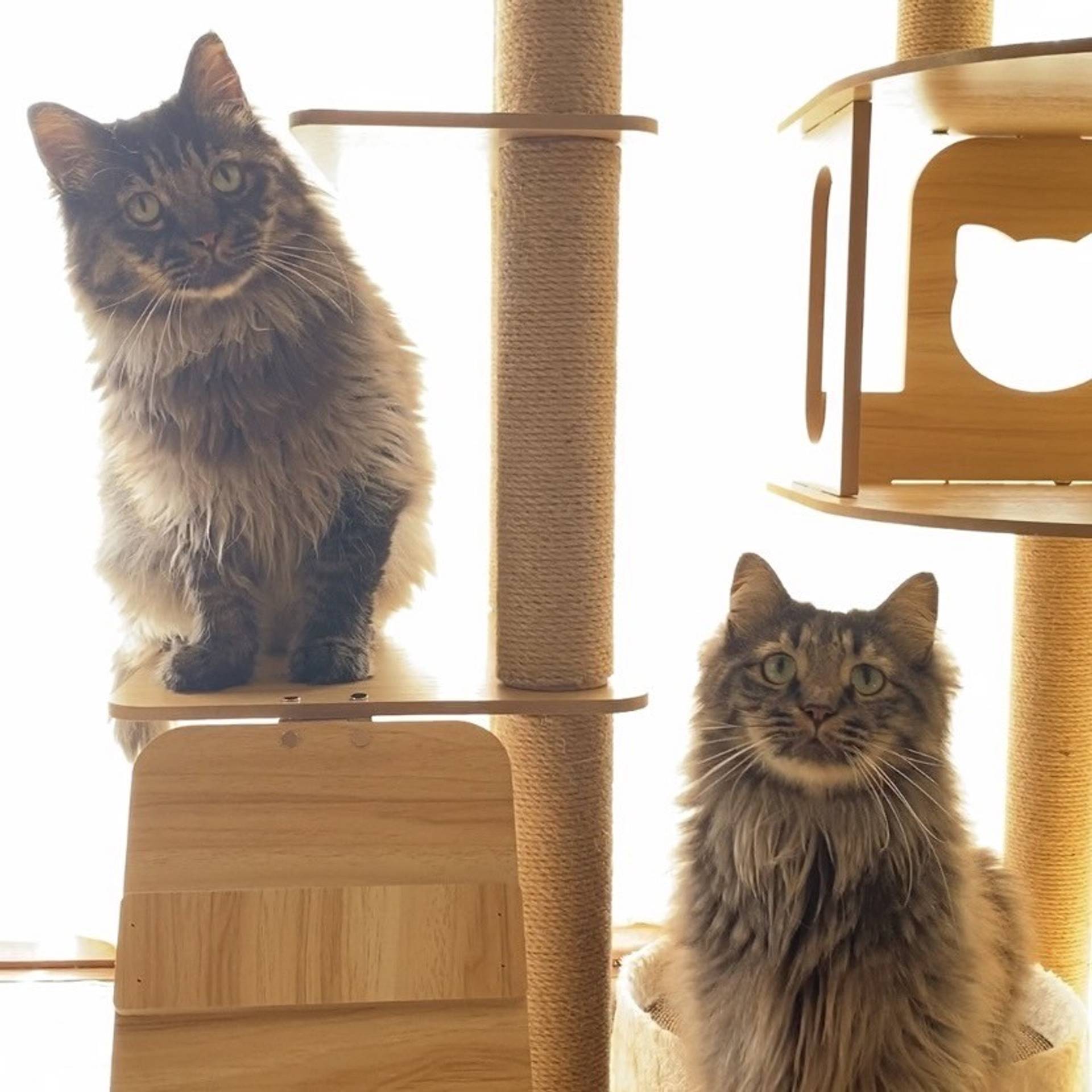 雑種（ミックス猫）・オスの里親募集の写真
