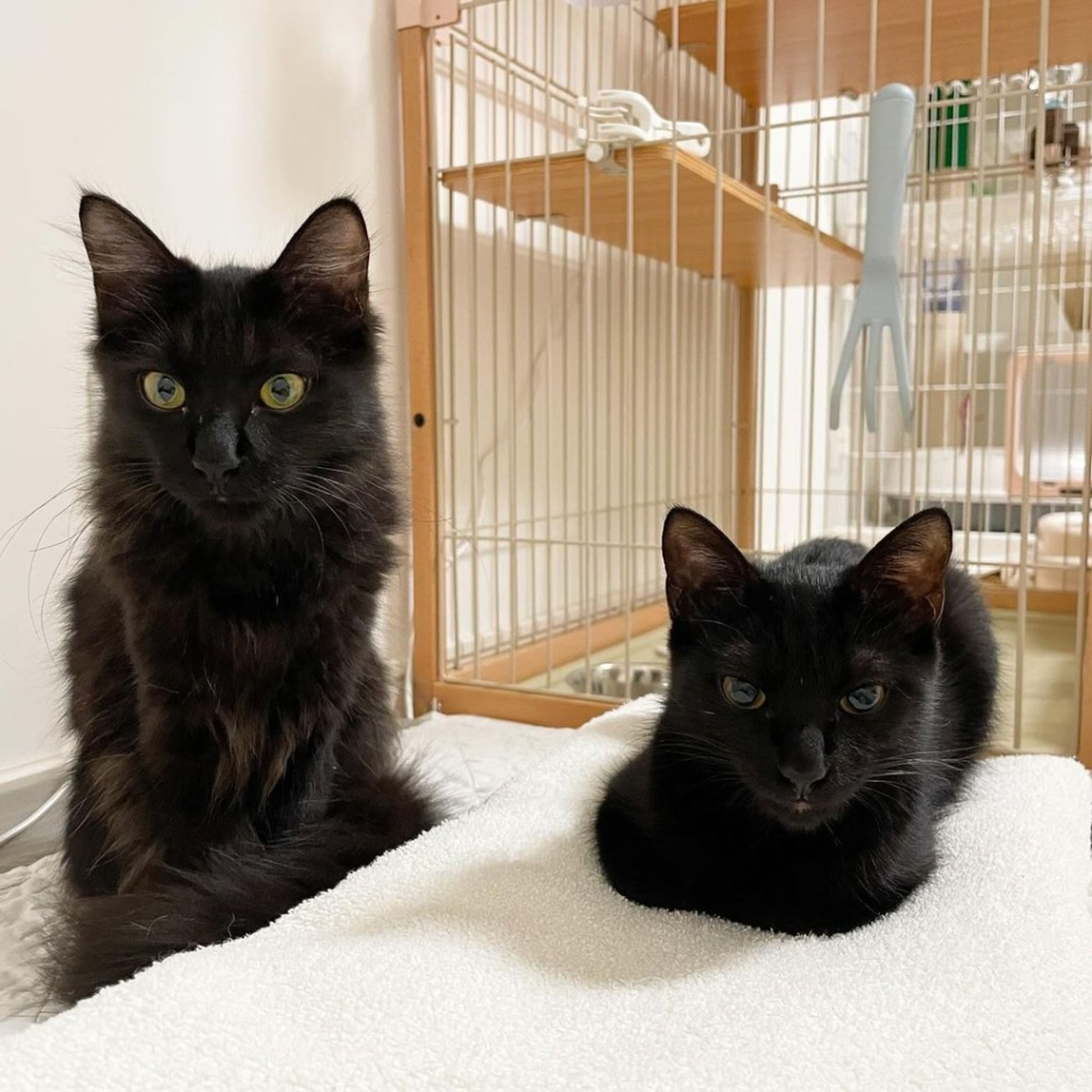 pet-image-9