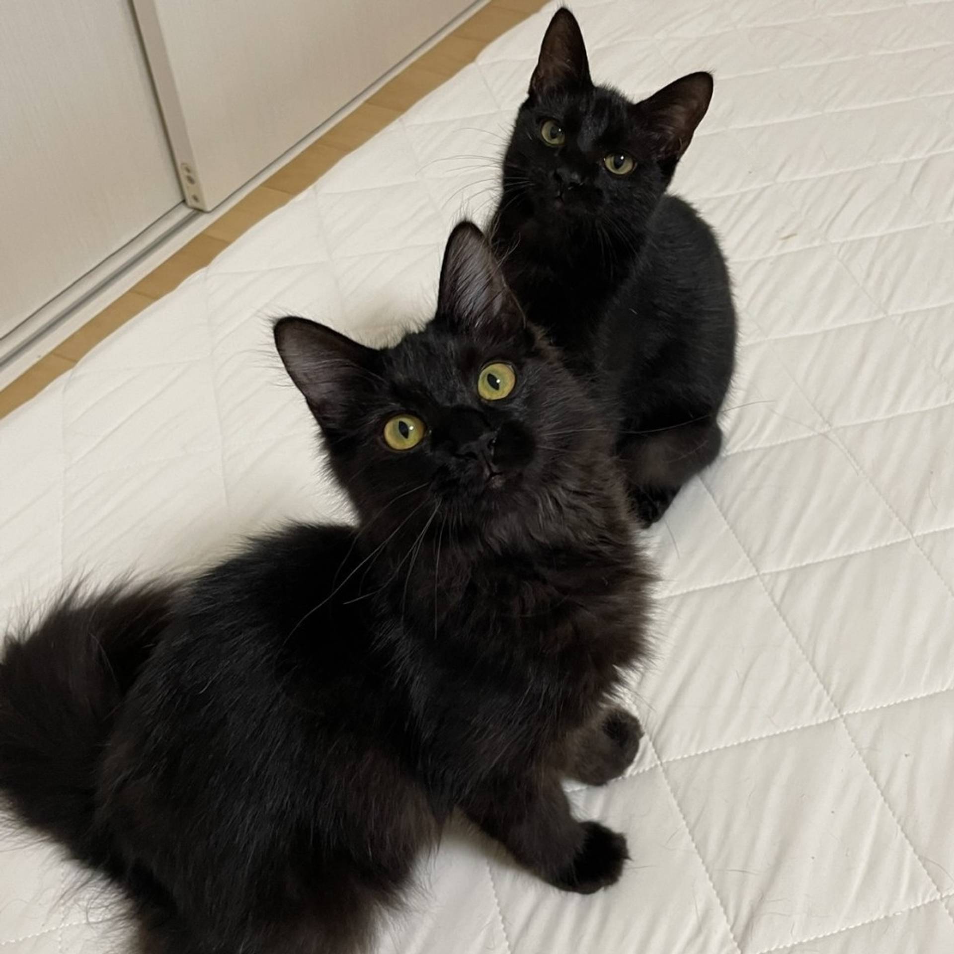 雑種（ミックス猫）・メスの里親募集の写真