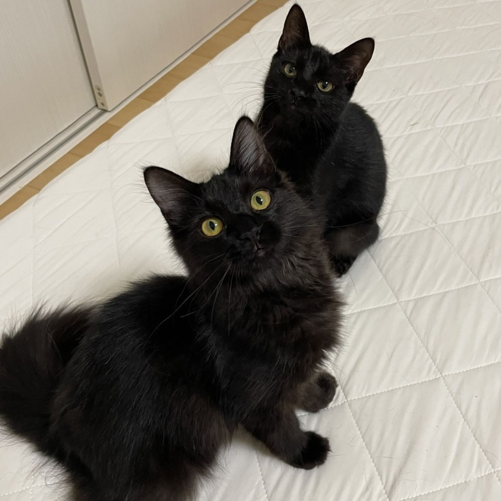 雑種（ミックス猫）・メスの里親募集の写真