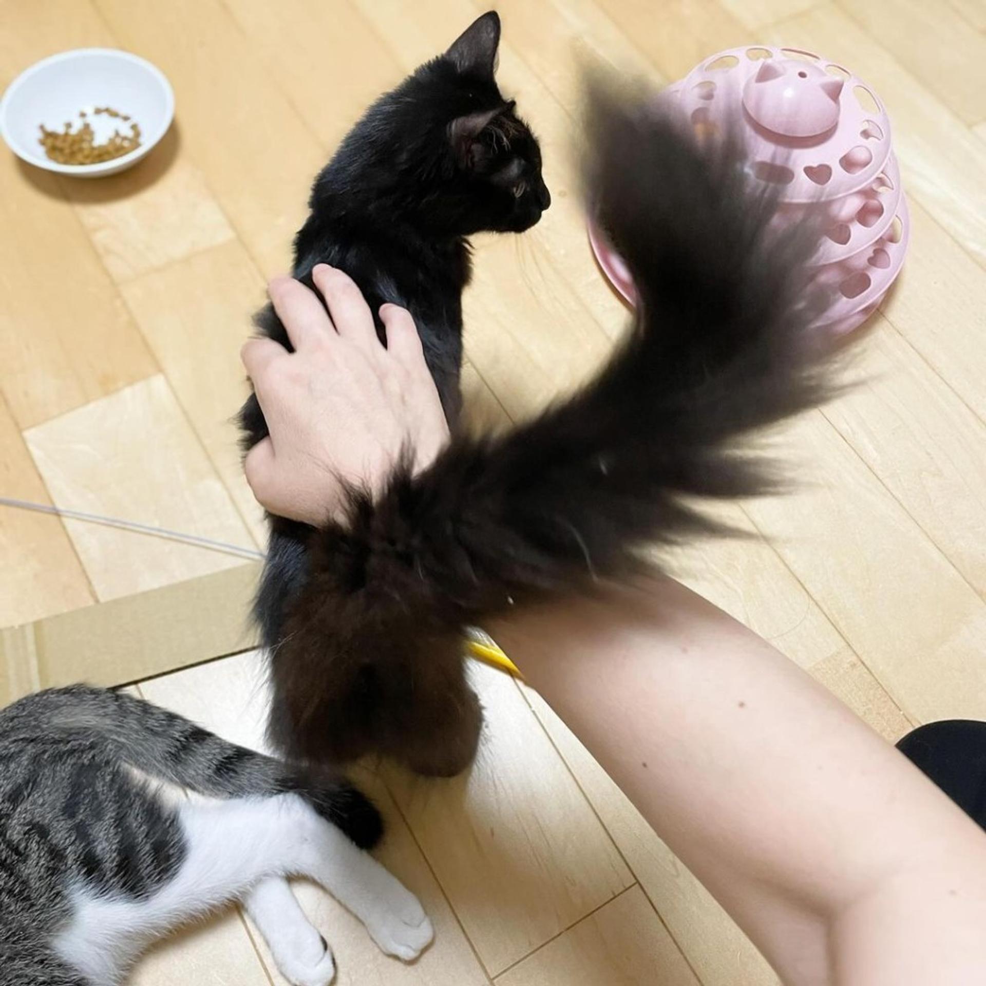 pet-image-6