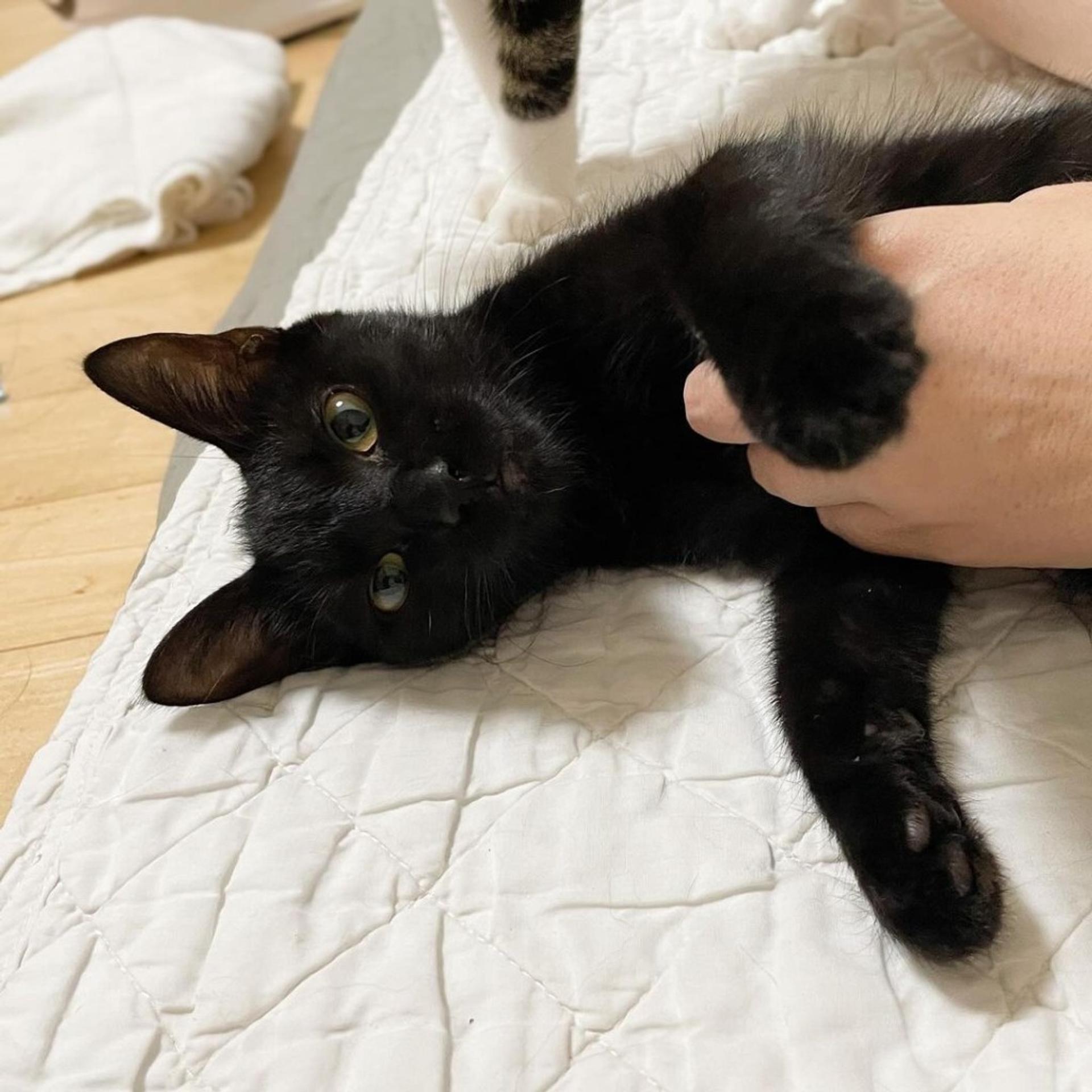 pet-image-7