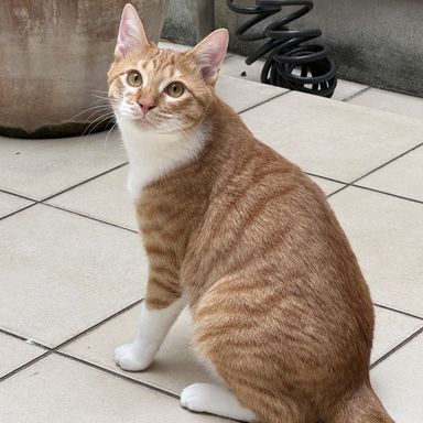 雑種（ミックス猫）・オスの里親募集の写真