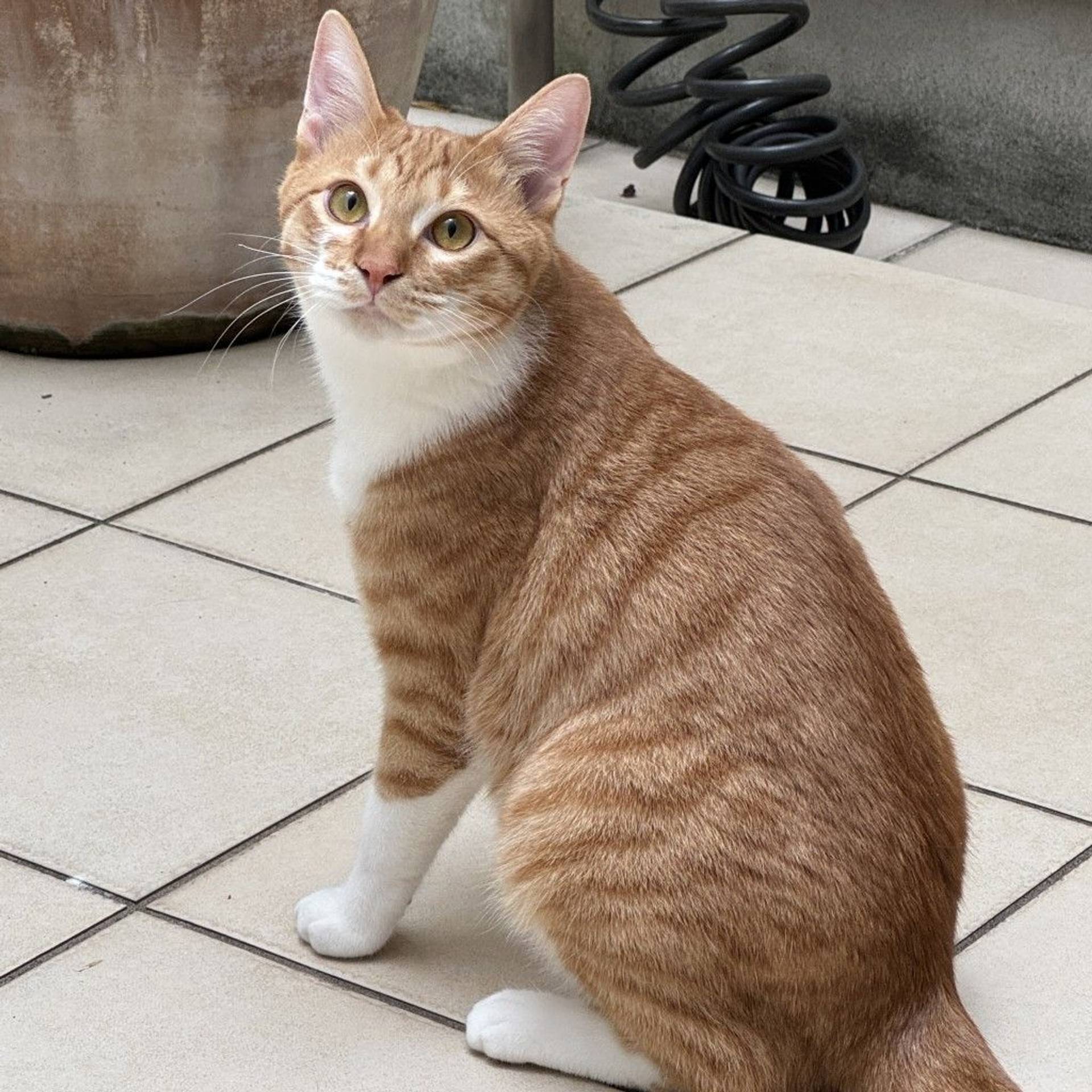 雑種（ミックス猫）・オスの里親募集の写真