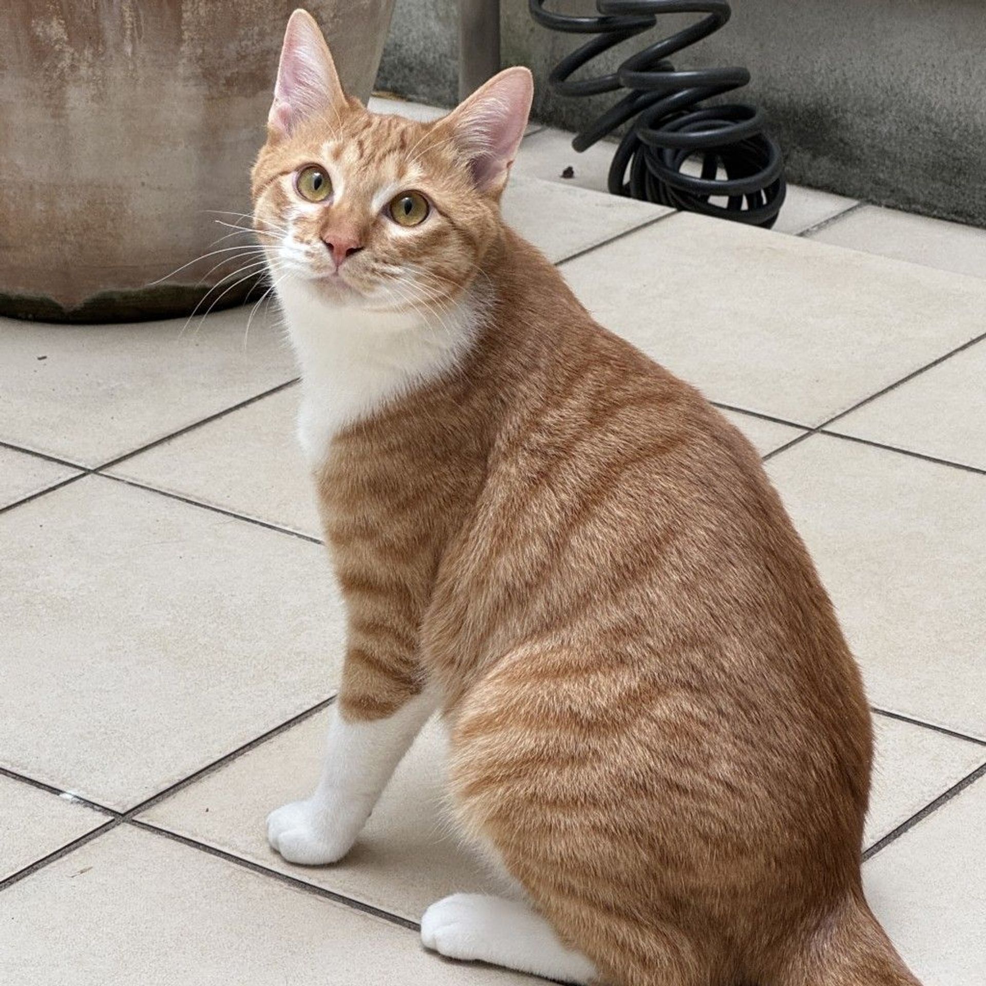 雑種（ミックス猫）・オスの里親募集の写真