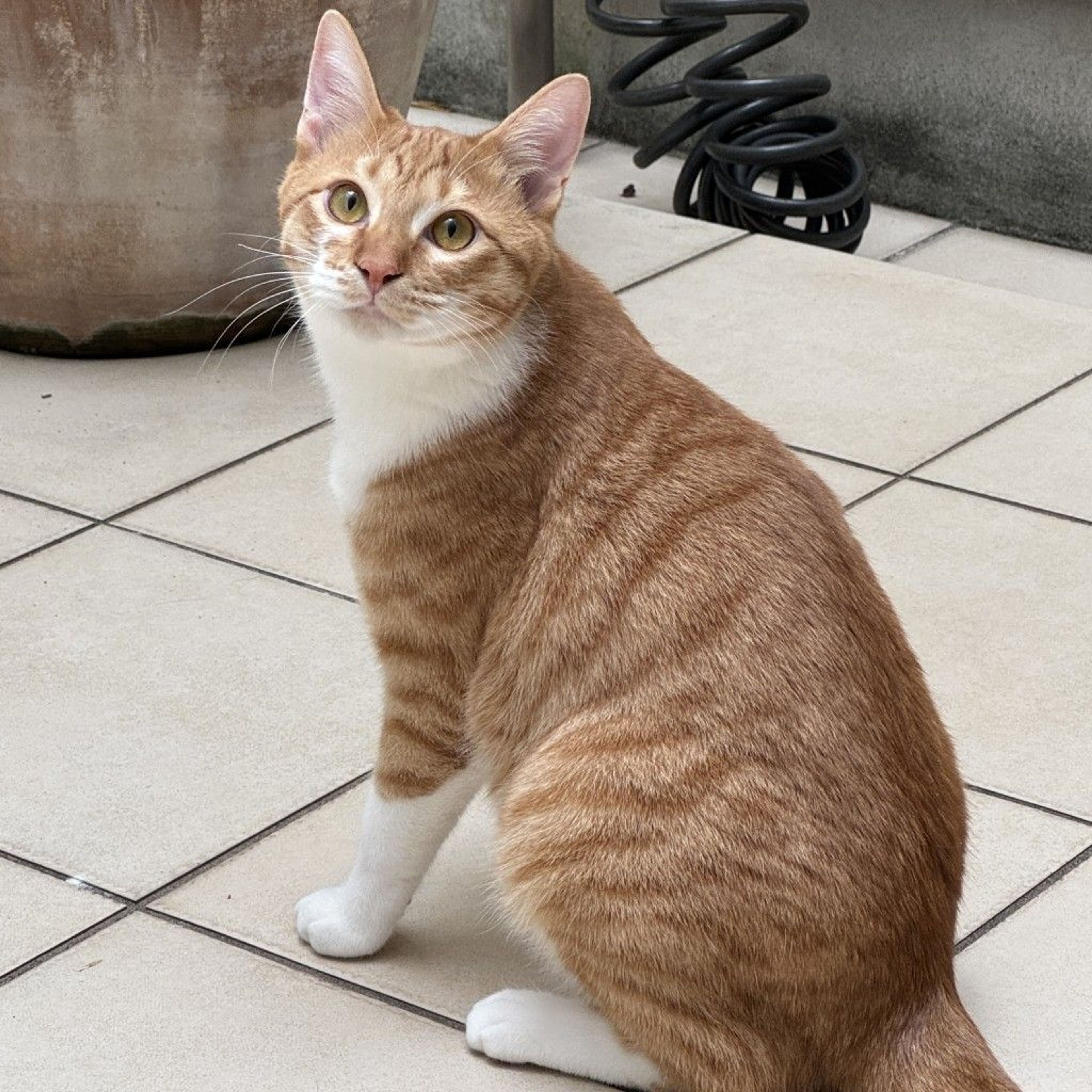 雑種（ミックス猫）・オスの里親募集の写真