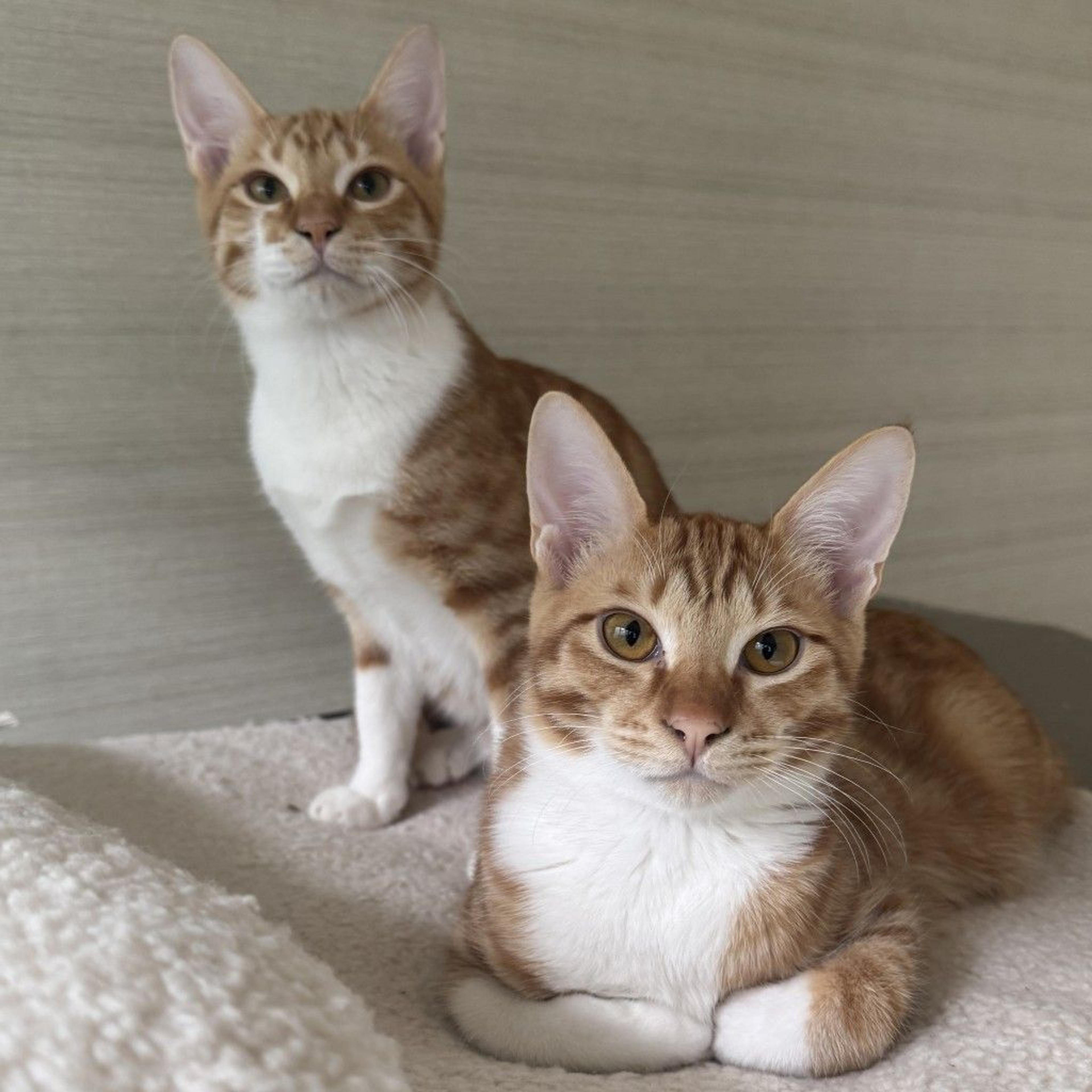 pet-image-4