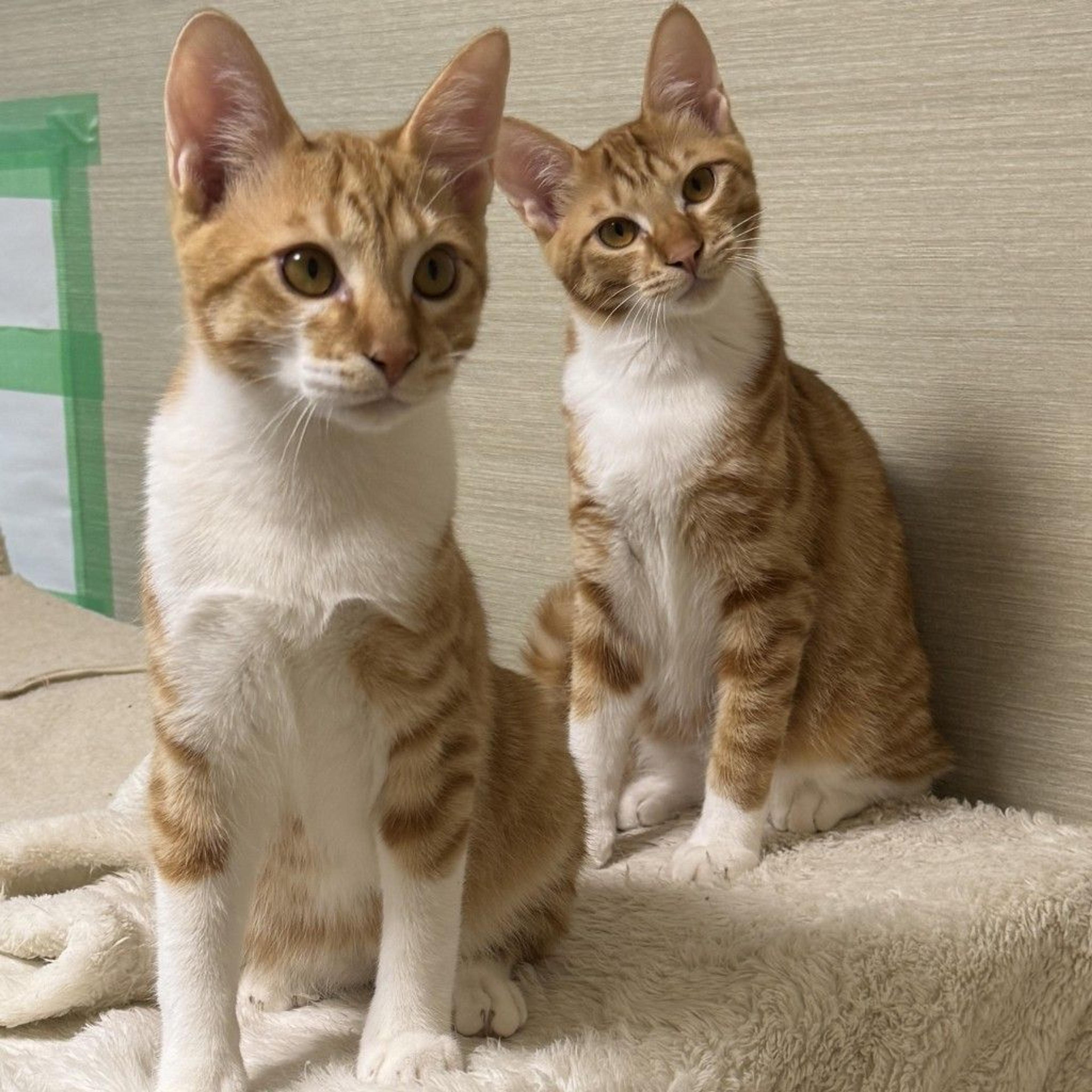 pet-image-5