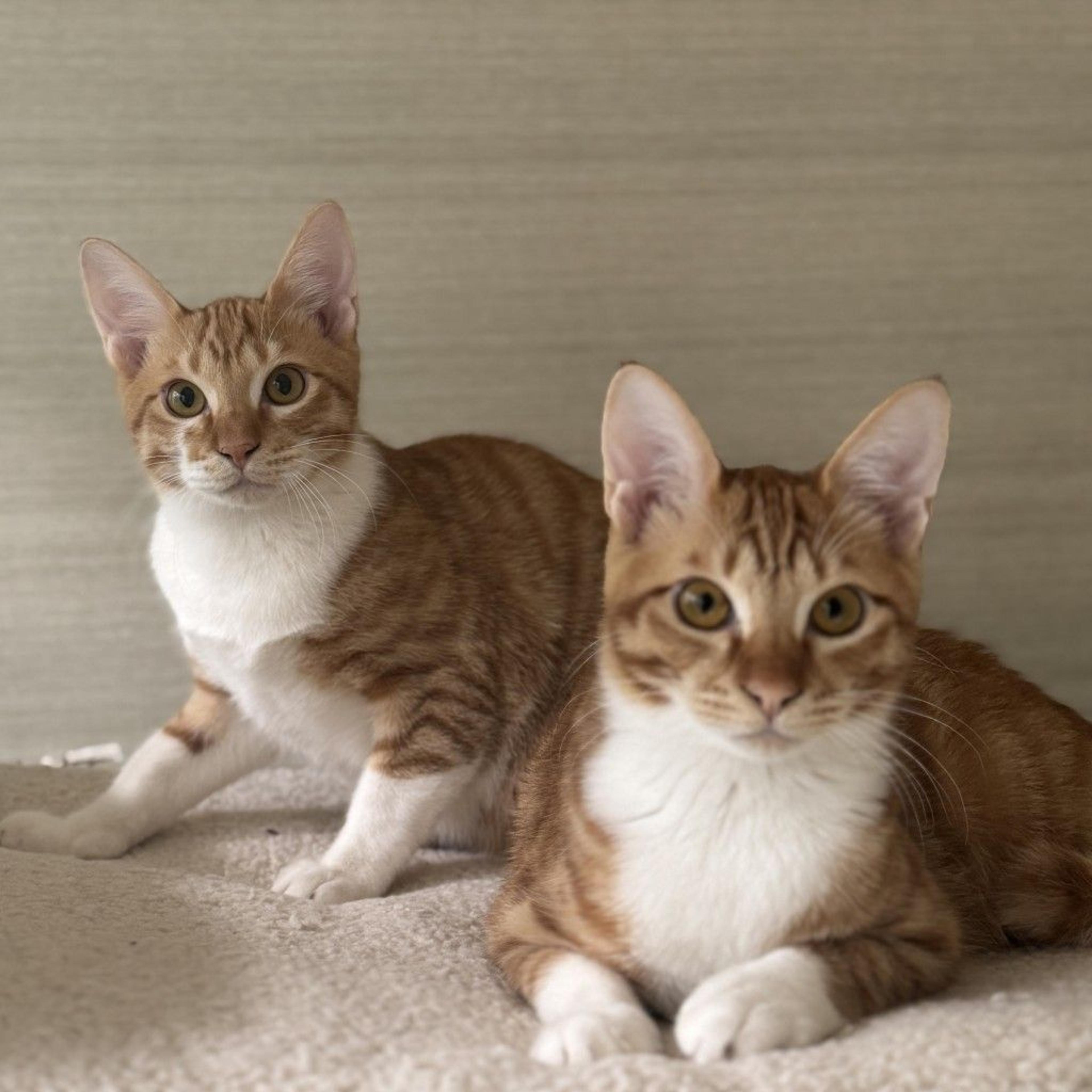 pet-image-7