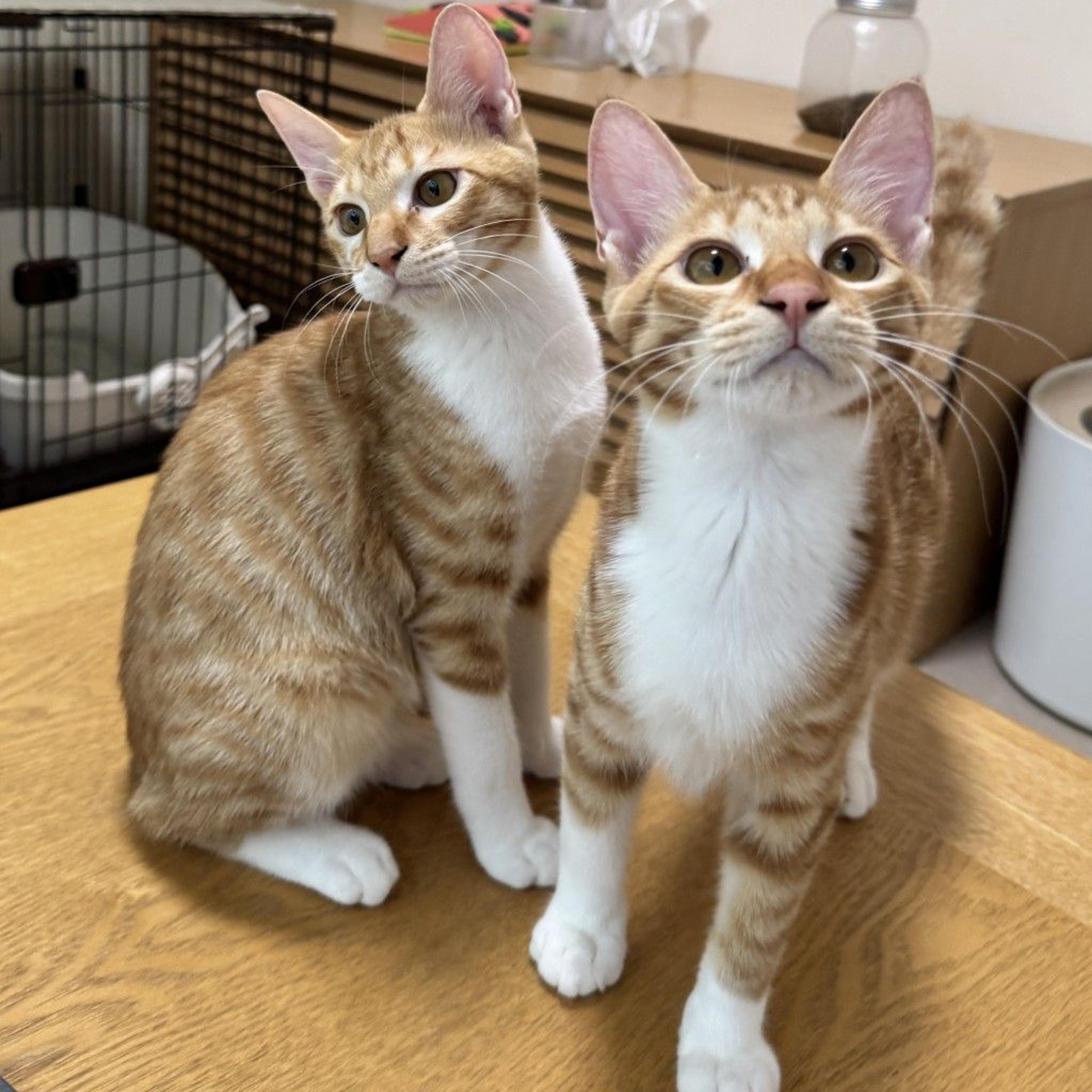 pet-image-8