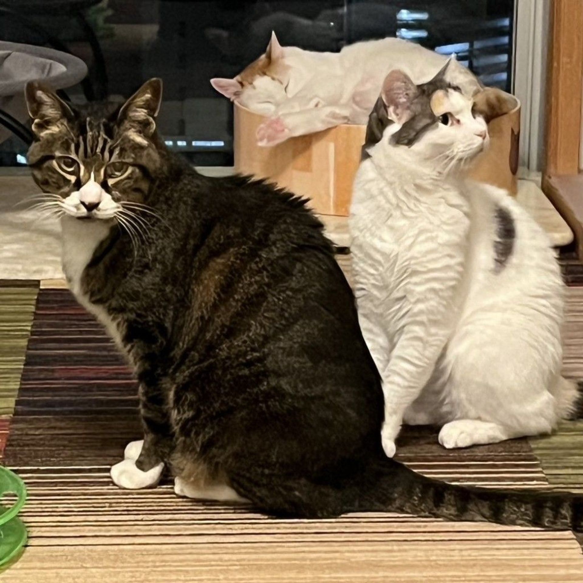 雑種（ミックス猫）・オスの里親募集の写真