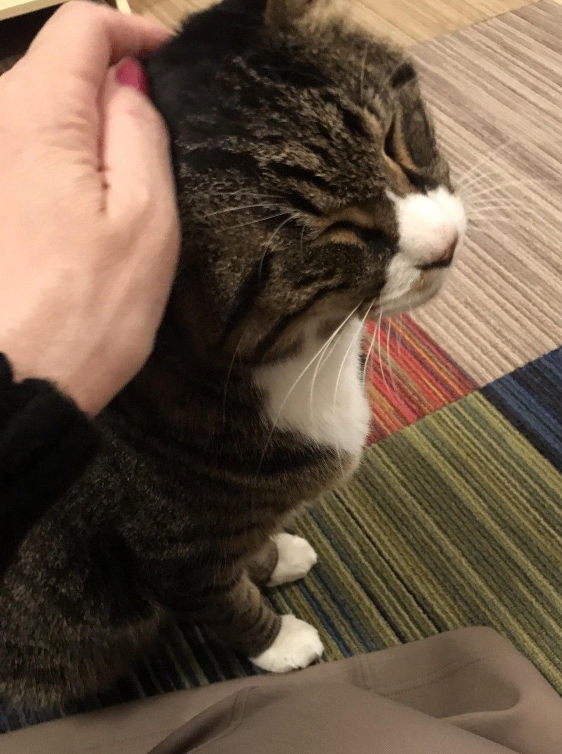 pet-image-3