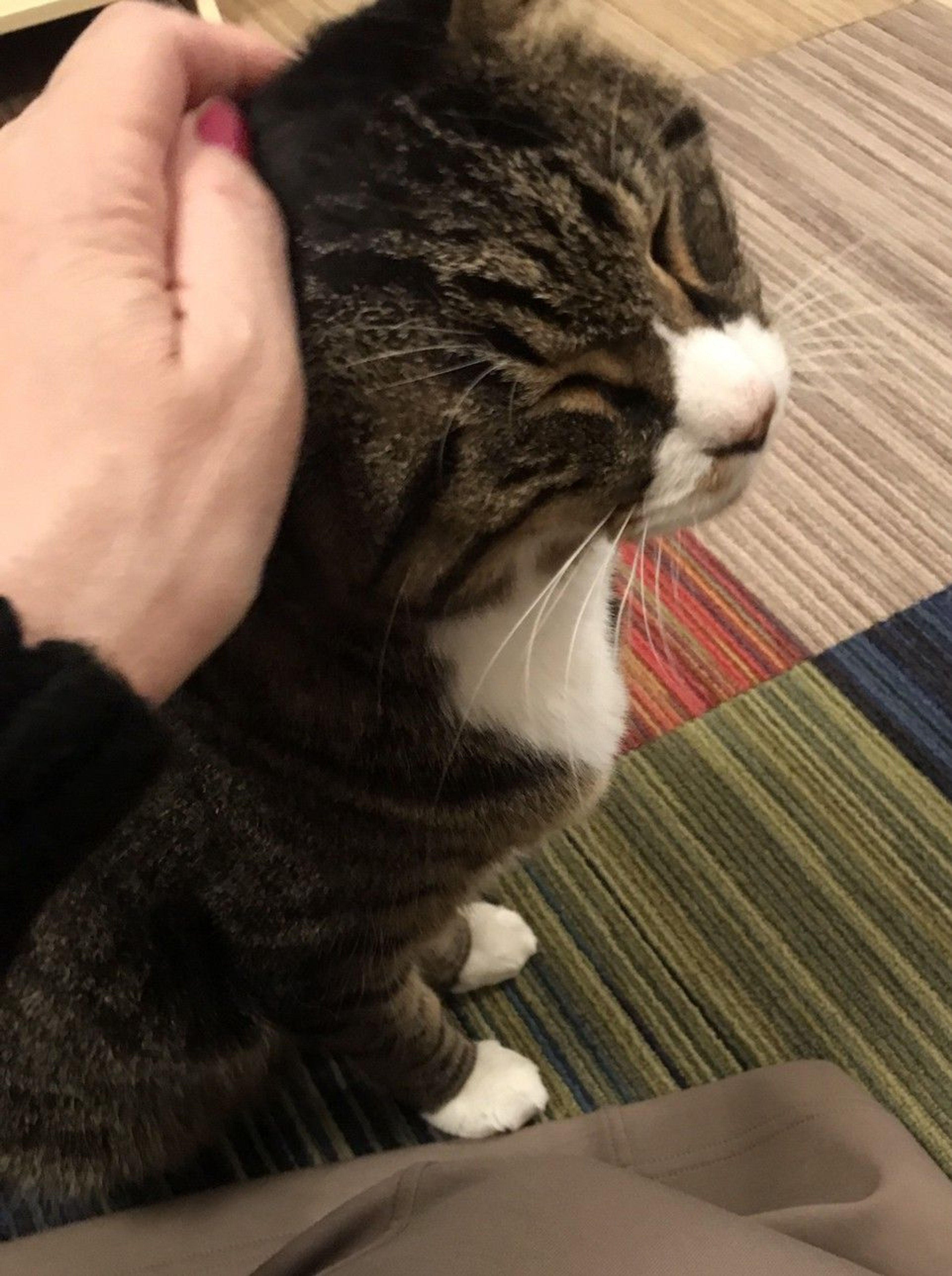 pet-image-3
