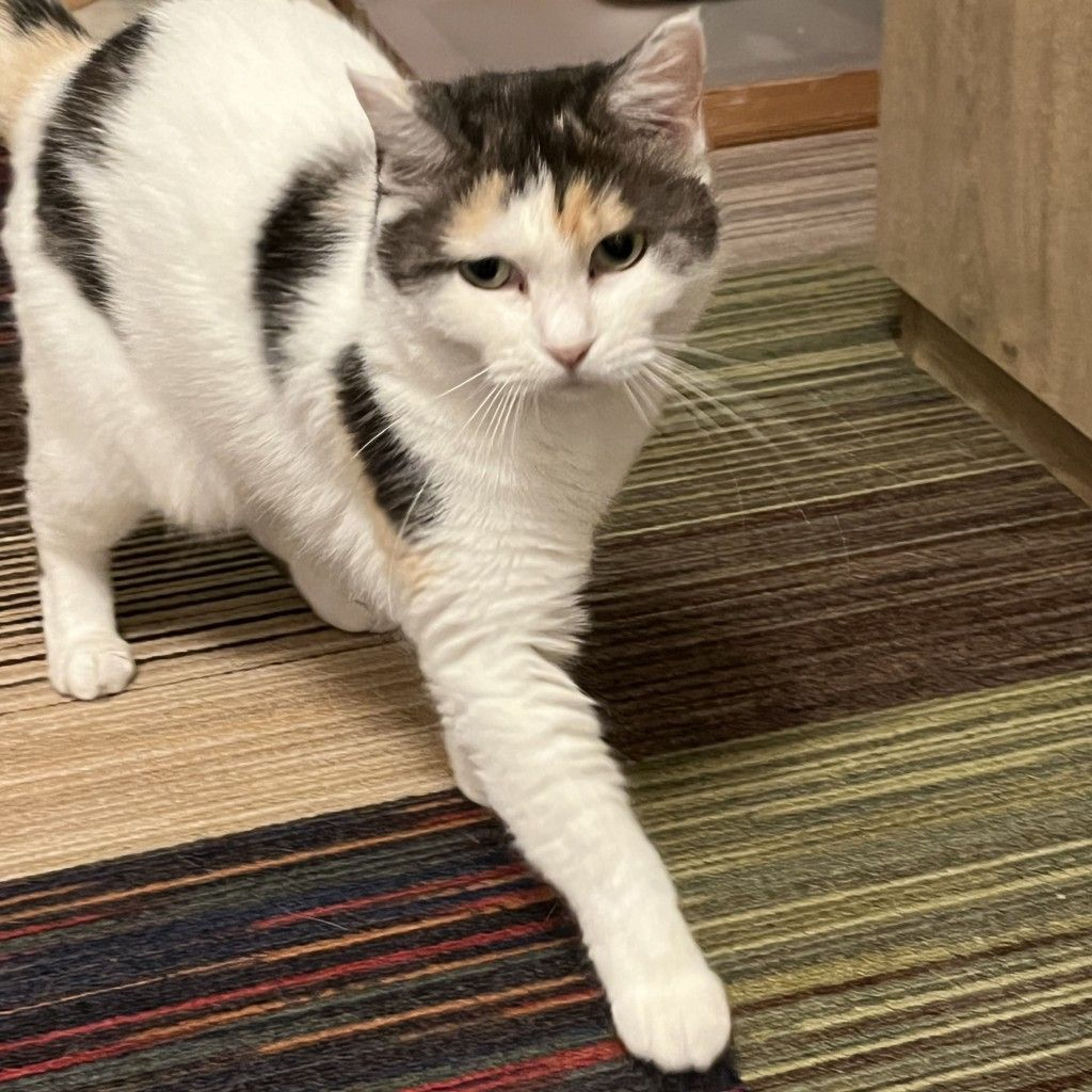 pet-image-4