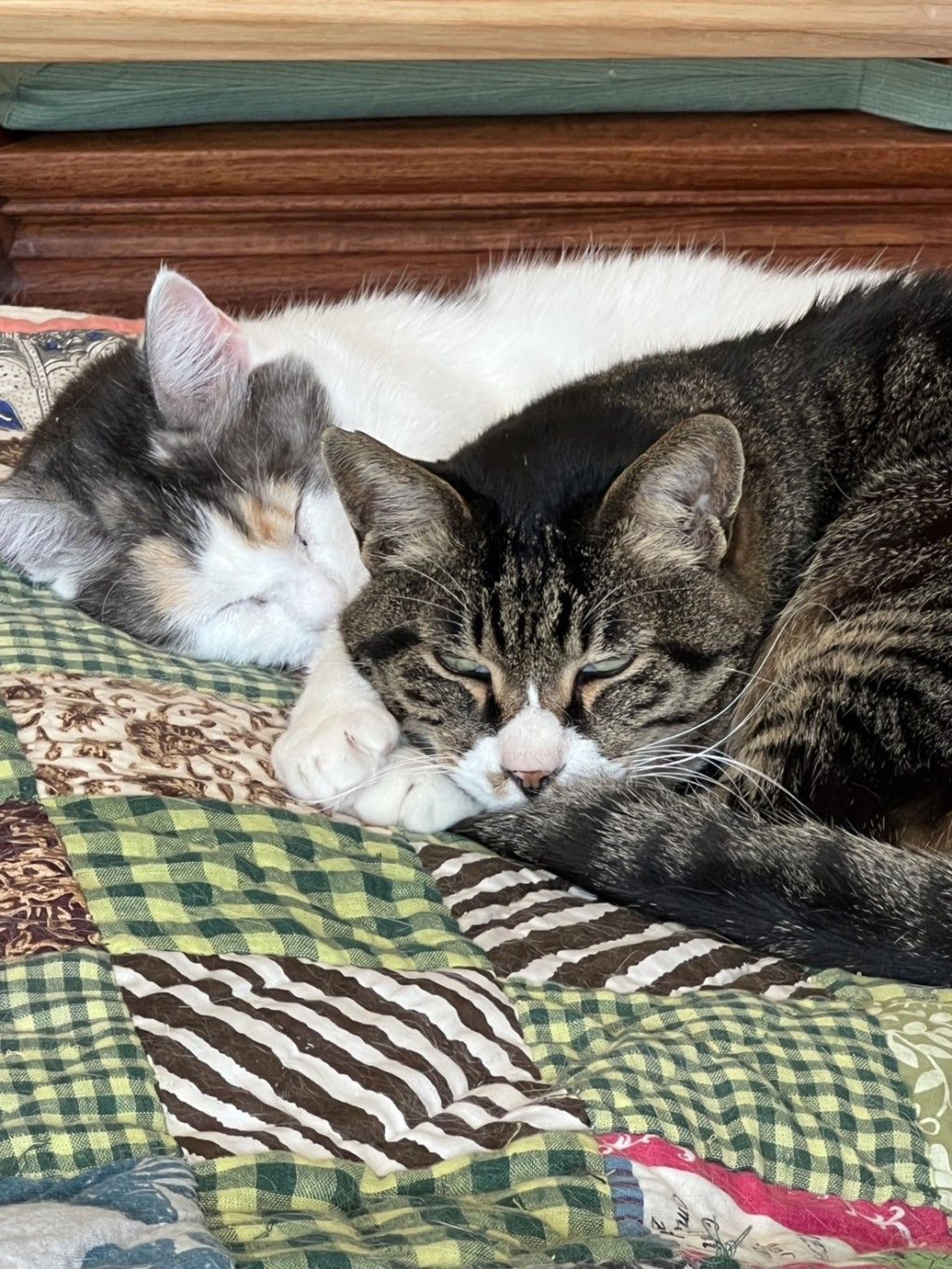 pet-image-5