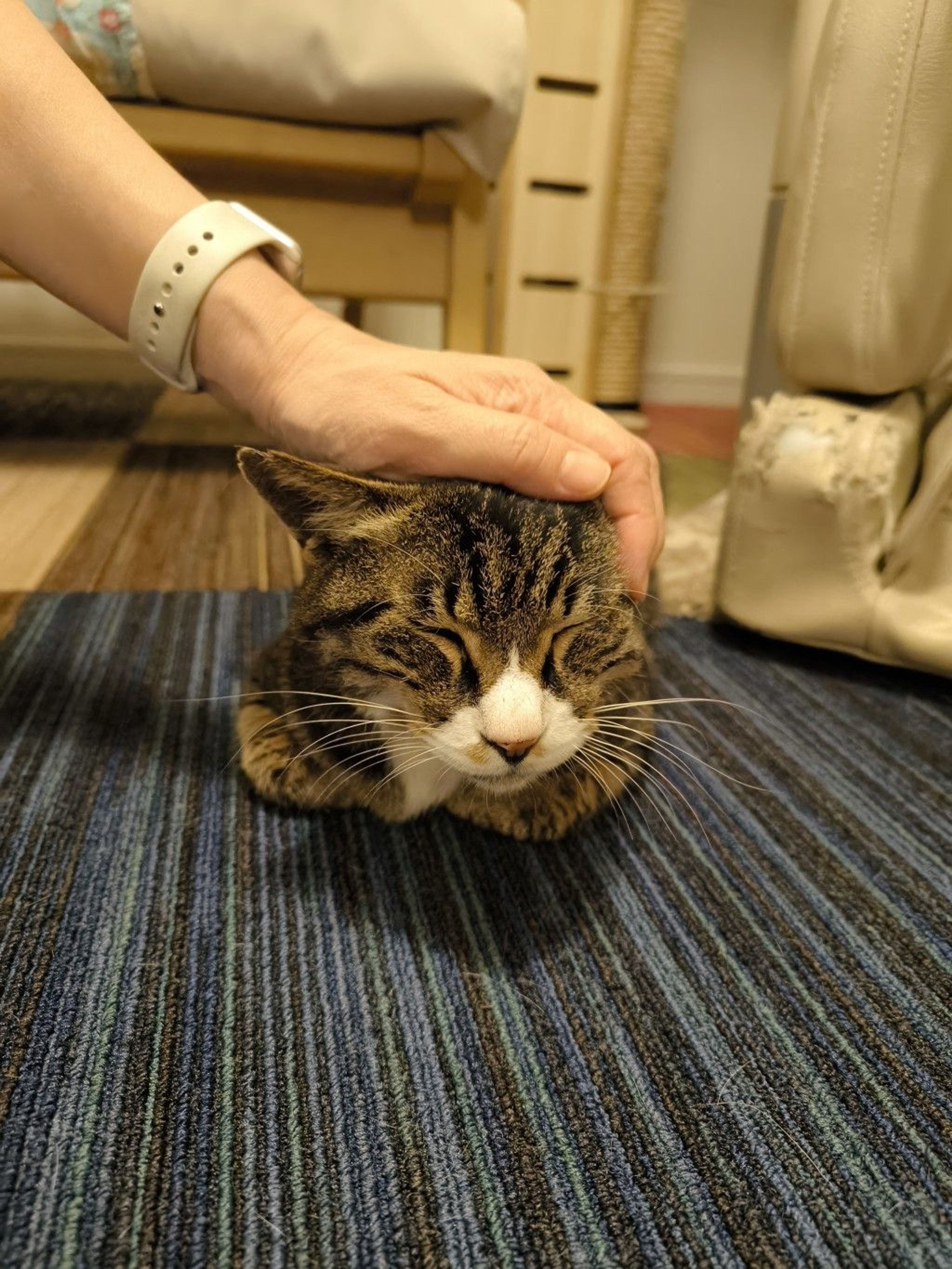 pet-image-6